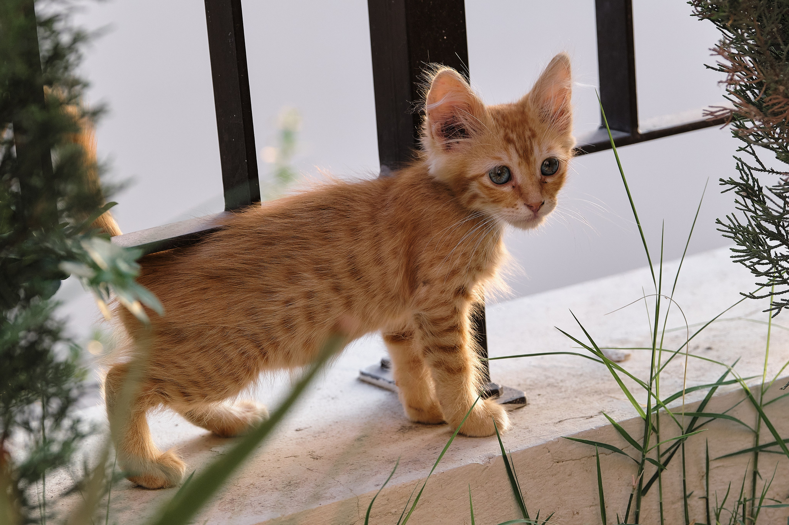 Cyprus > 2023 / kat. Aleksandr Kobtsev