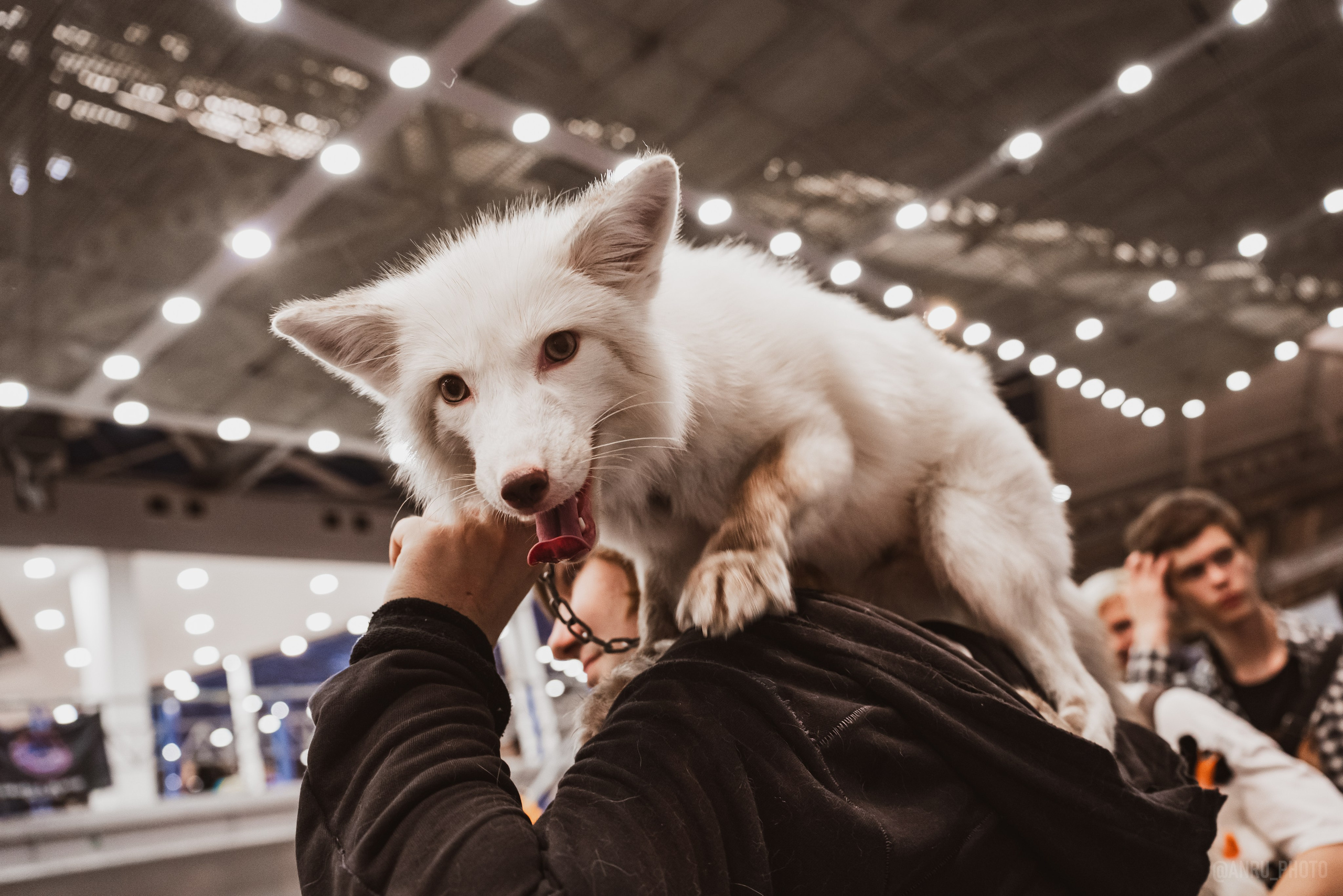 Fox Family fest. Репортажный фотограф Анастасия Рубцова