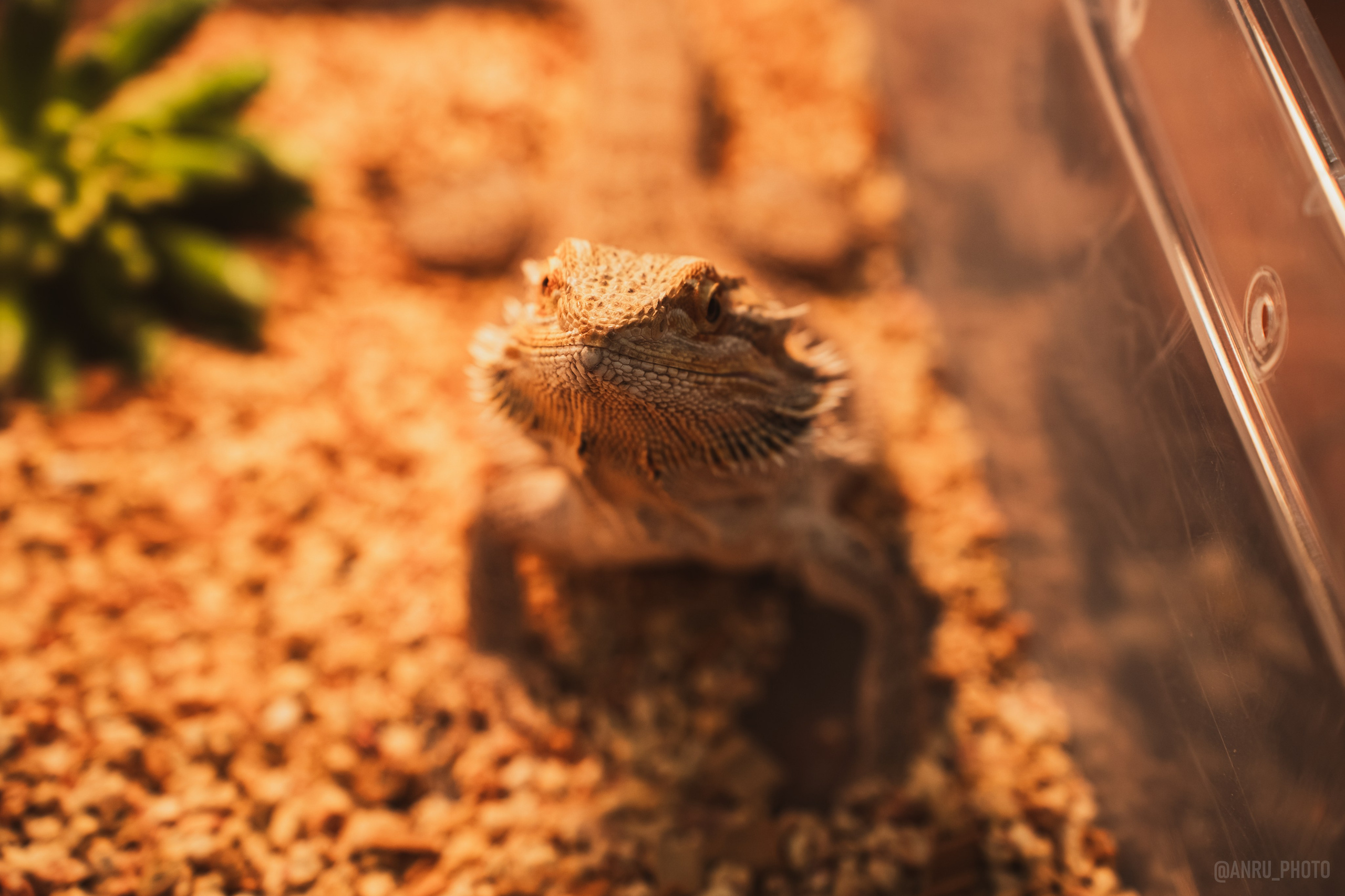 Fox Family fest. Репортажный фотограф Анастасия Рубцова