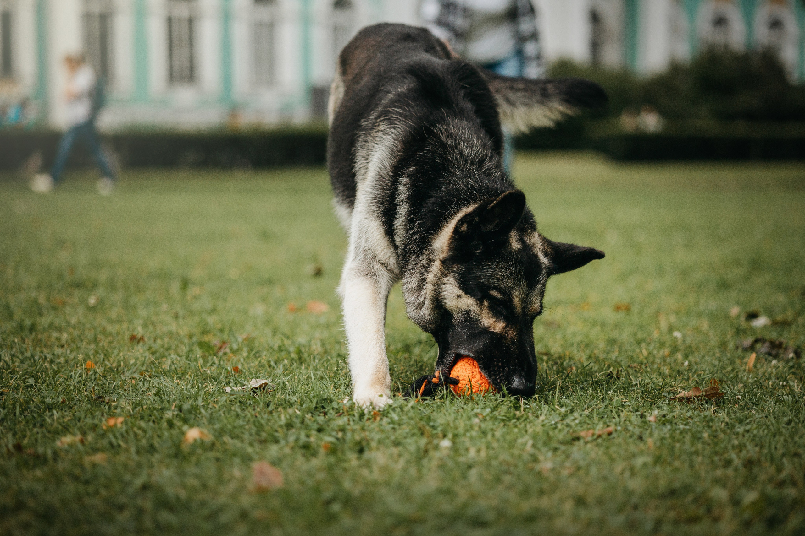 Рей и Ксения. Фотограф — Анималист | Санкт-Петербург