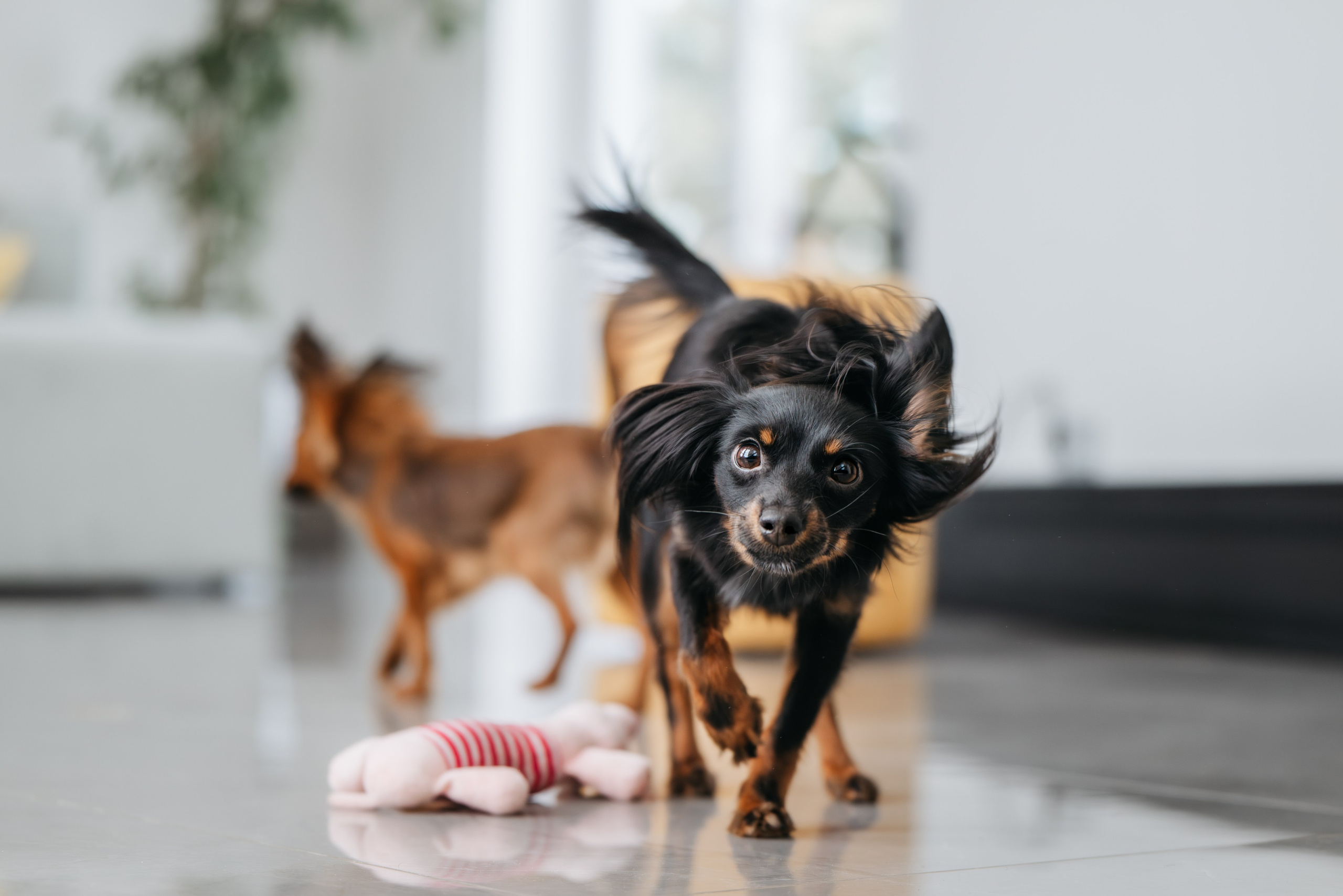 Домашняя съемка. Фотограф Анималист в Москве Анастасия Жучкова