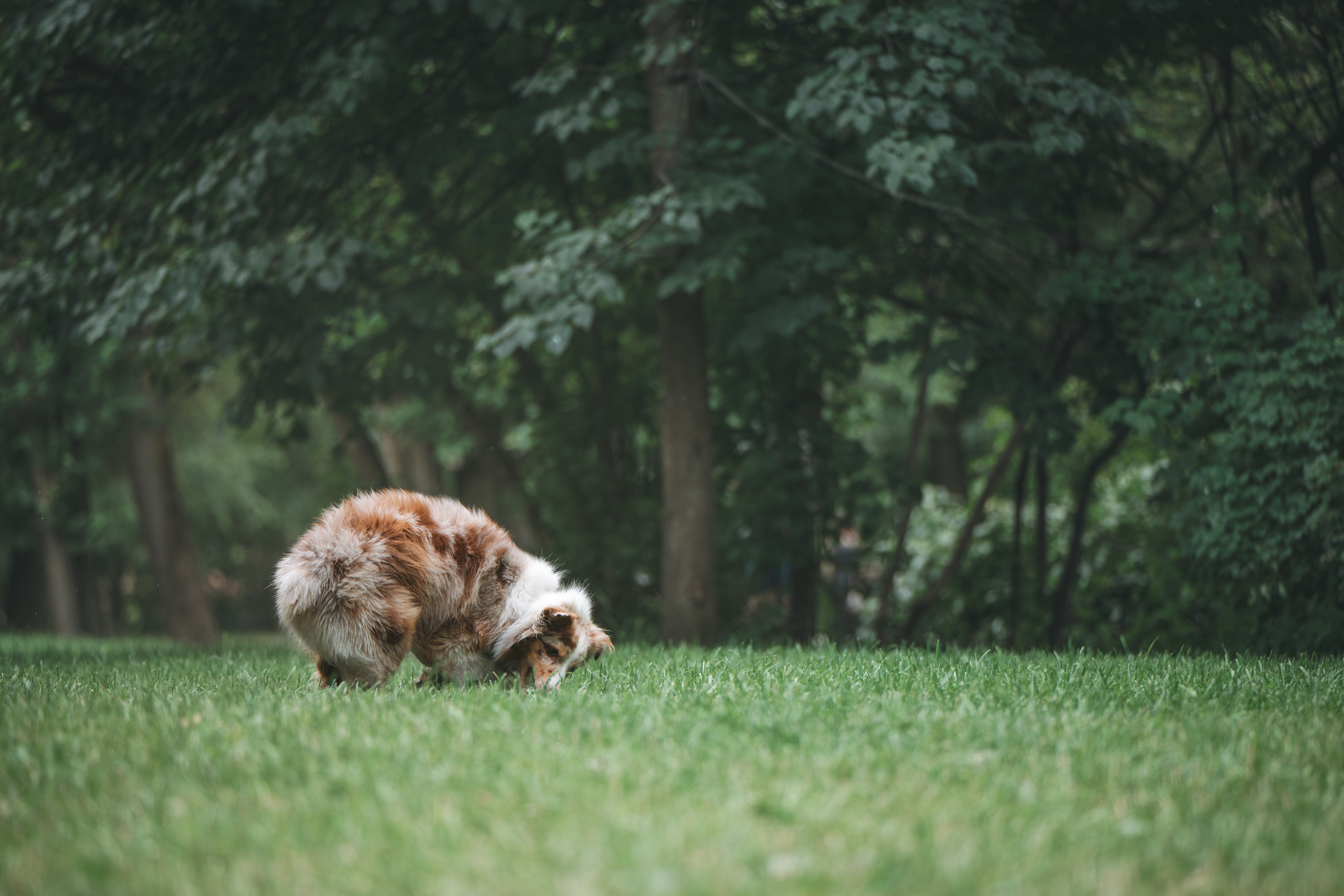 Аусси. Фотограф Анималист в Москве Анастасия Жучкова
