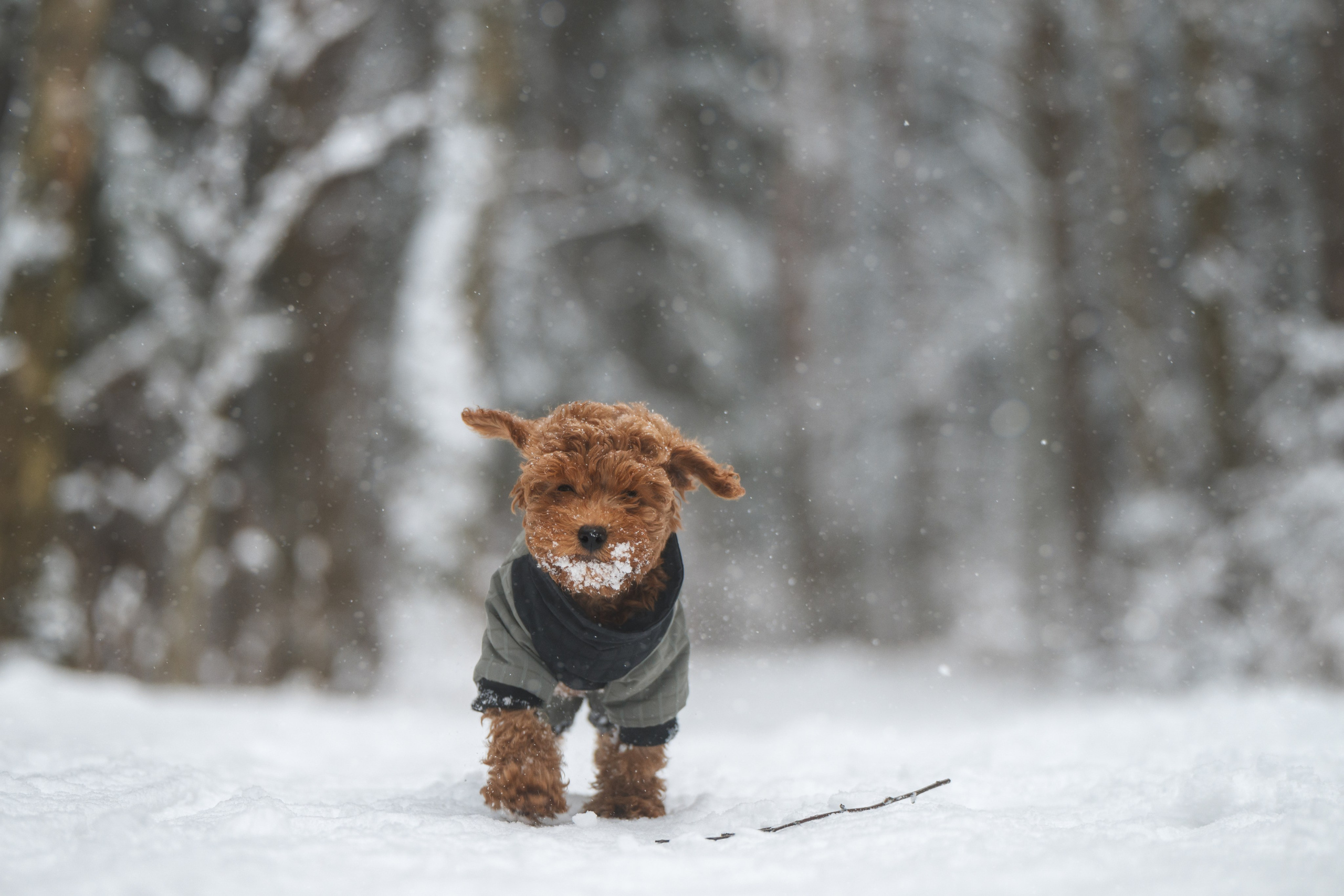 Щенок пуделя. Фотограф Анималист в Москве Анастасия Жучкова