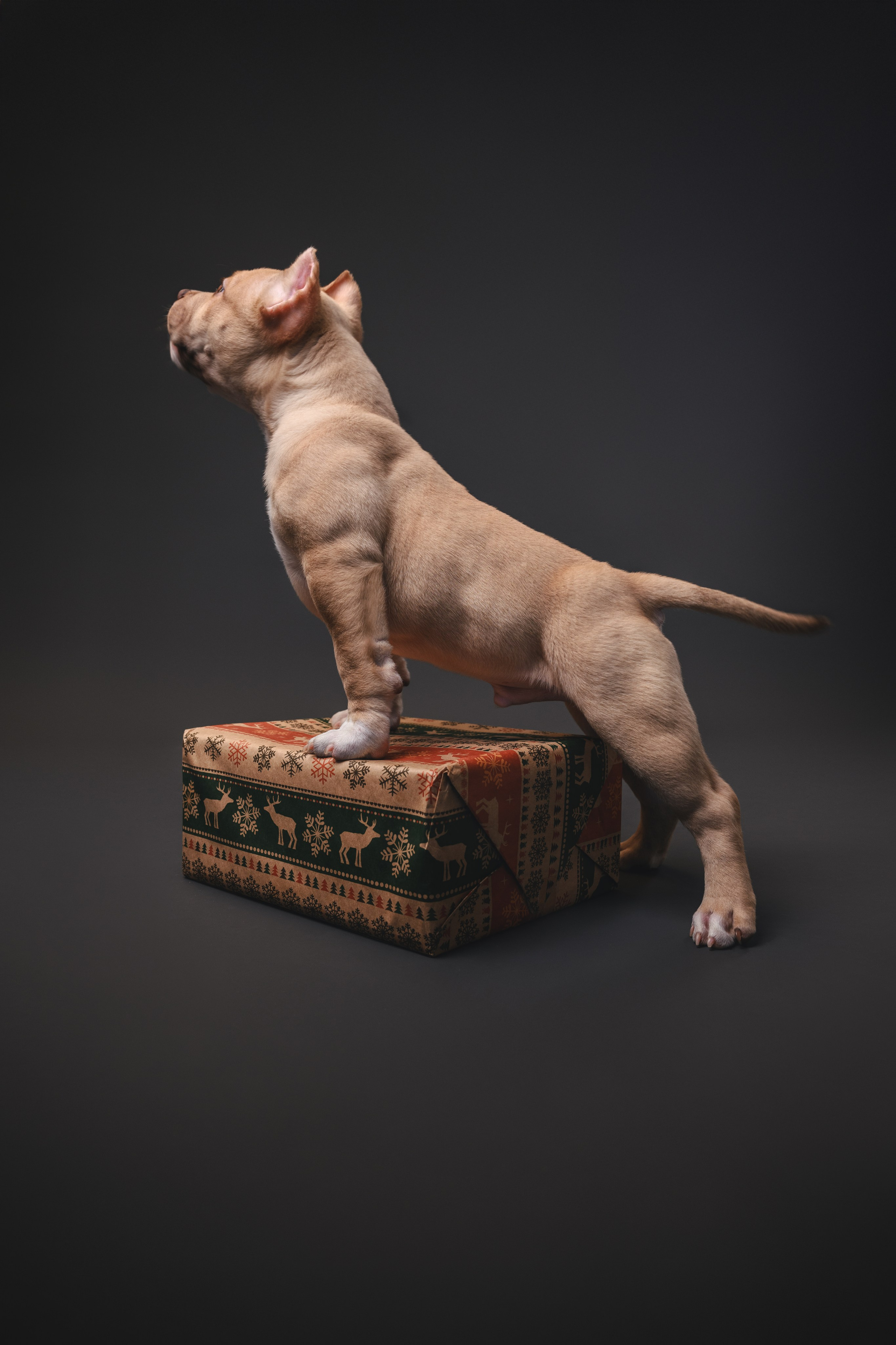 Булли. Фотограф Анималист в Москве Анастасия Жучкова