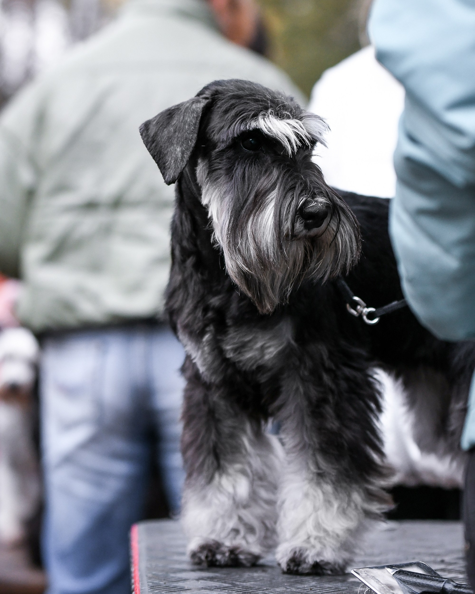 Питомник Делинсо Бэлэнс, щенки цвергшнауцера, купить щенка цвергшнауцера, питомник цвергшнауцеров, кобель цвергшнауцера для вязки, щенок цвергшнауцера, питомник цвергшнауцеров, черный с серебром, цверг, лучший питомник в беларуси