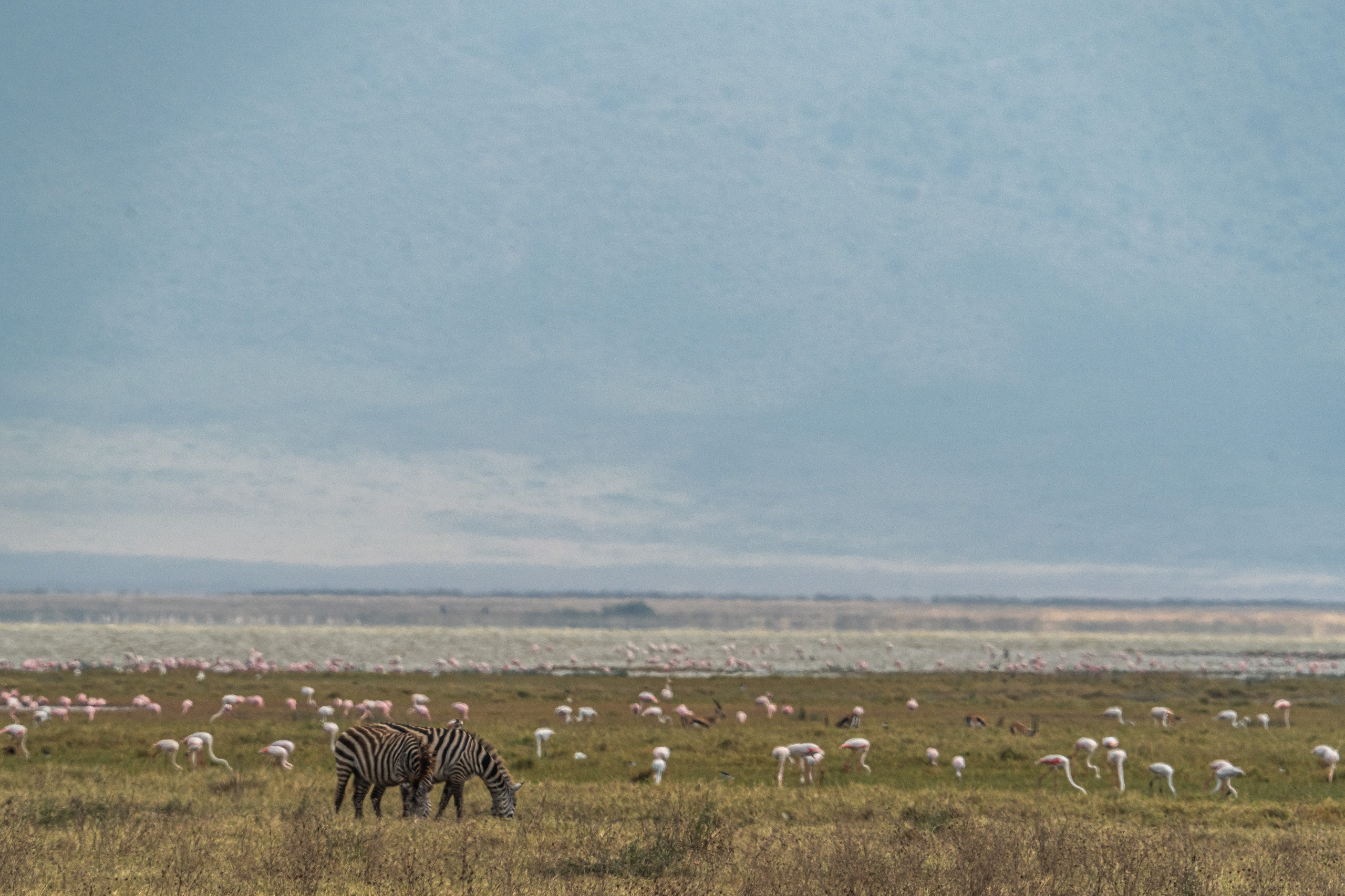 Танзания, сафари, 2025. Творческие сьемки