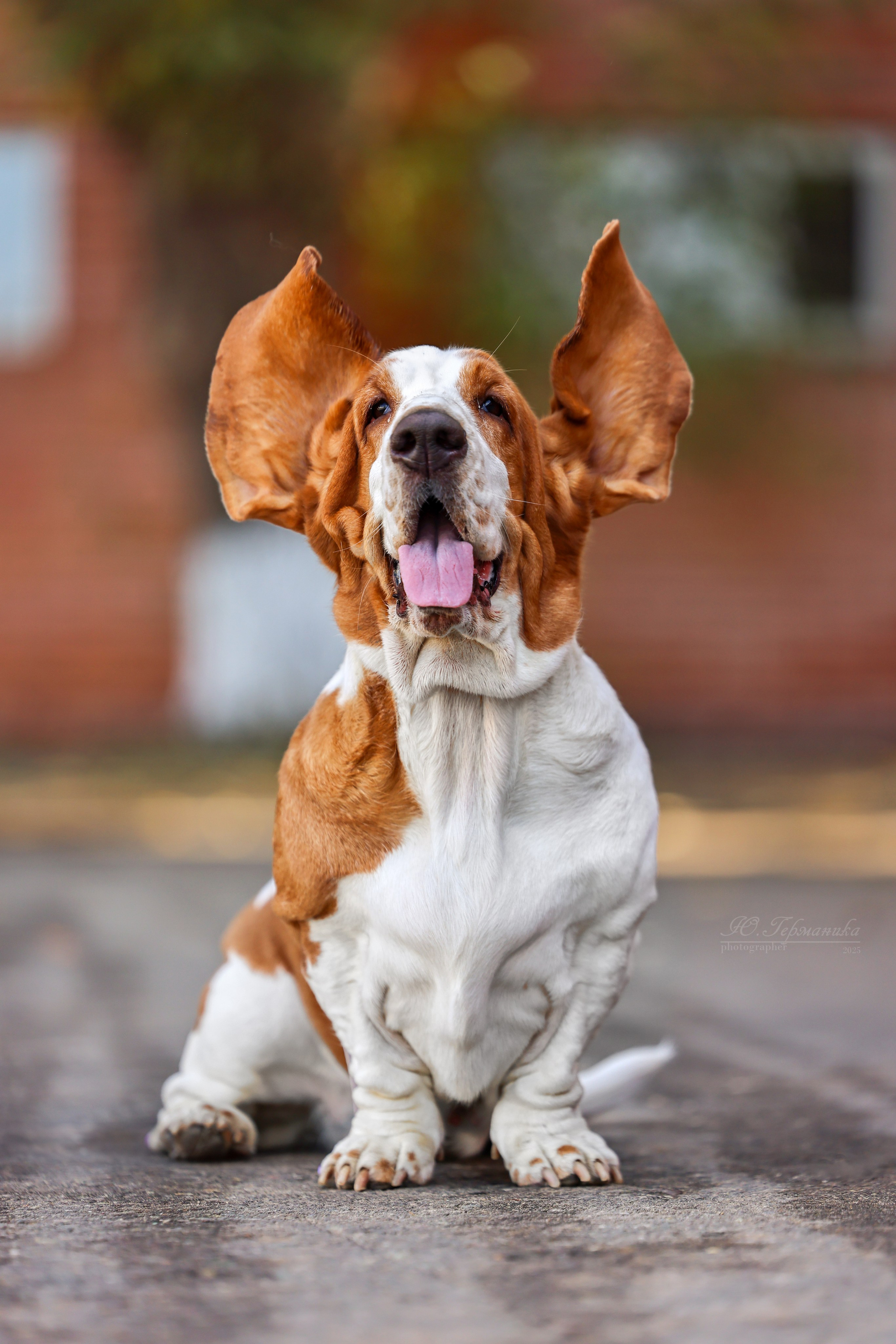 Астана 2хCACIB 26-28.09.2025. Фотограф-анималист Юлия Германика