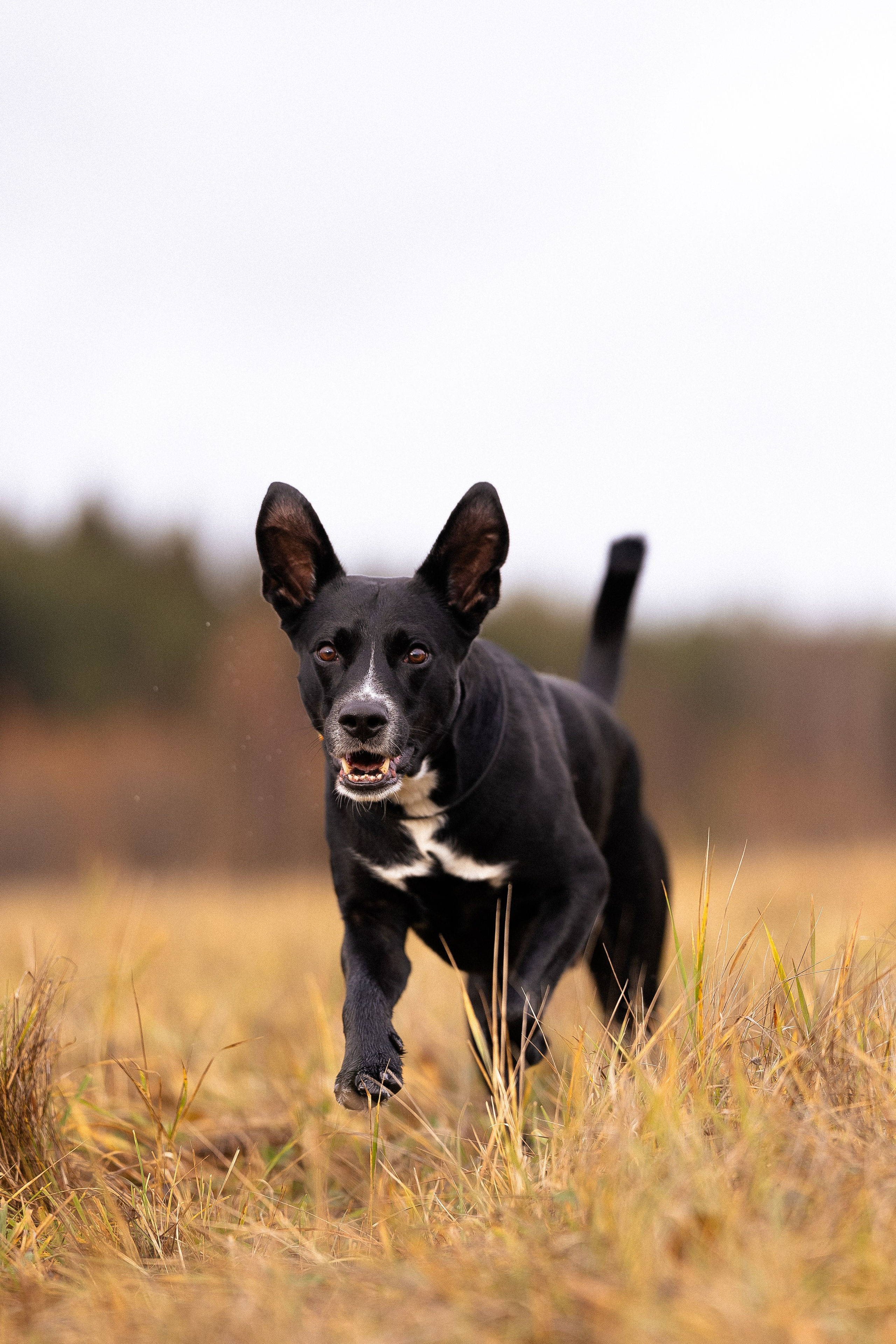 Karelia. Фотограф и видеограф анималист Аганина Дарья