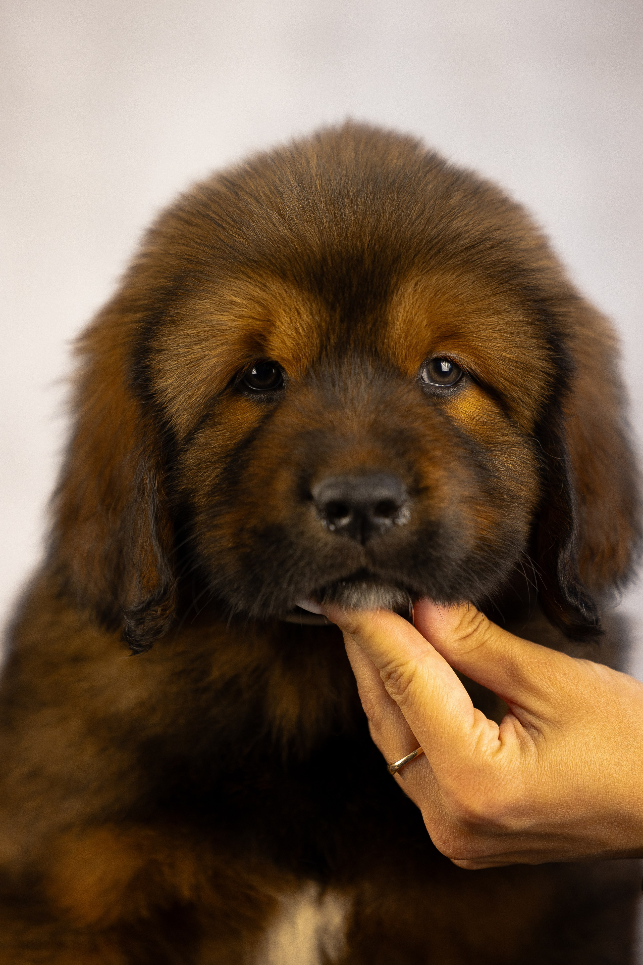 Тибетский мастиф. Фотограф и видеограф анималист Аганина Дарья