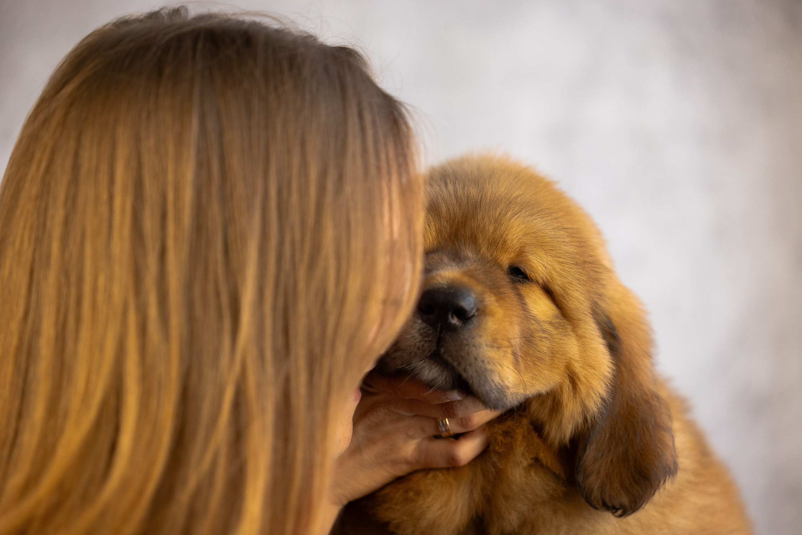 Тибетский мастиф. Фотограф и видеограф анималист Аганина Дарья