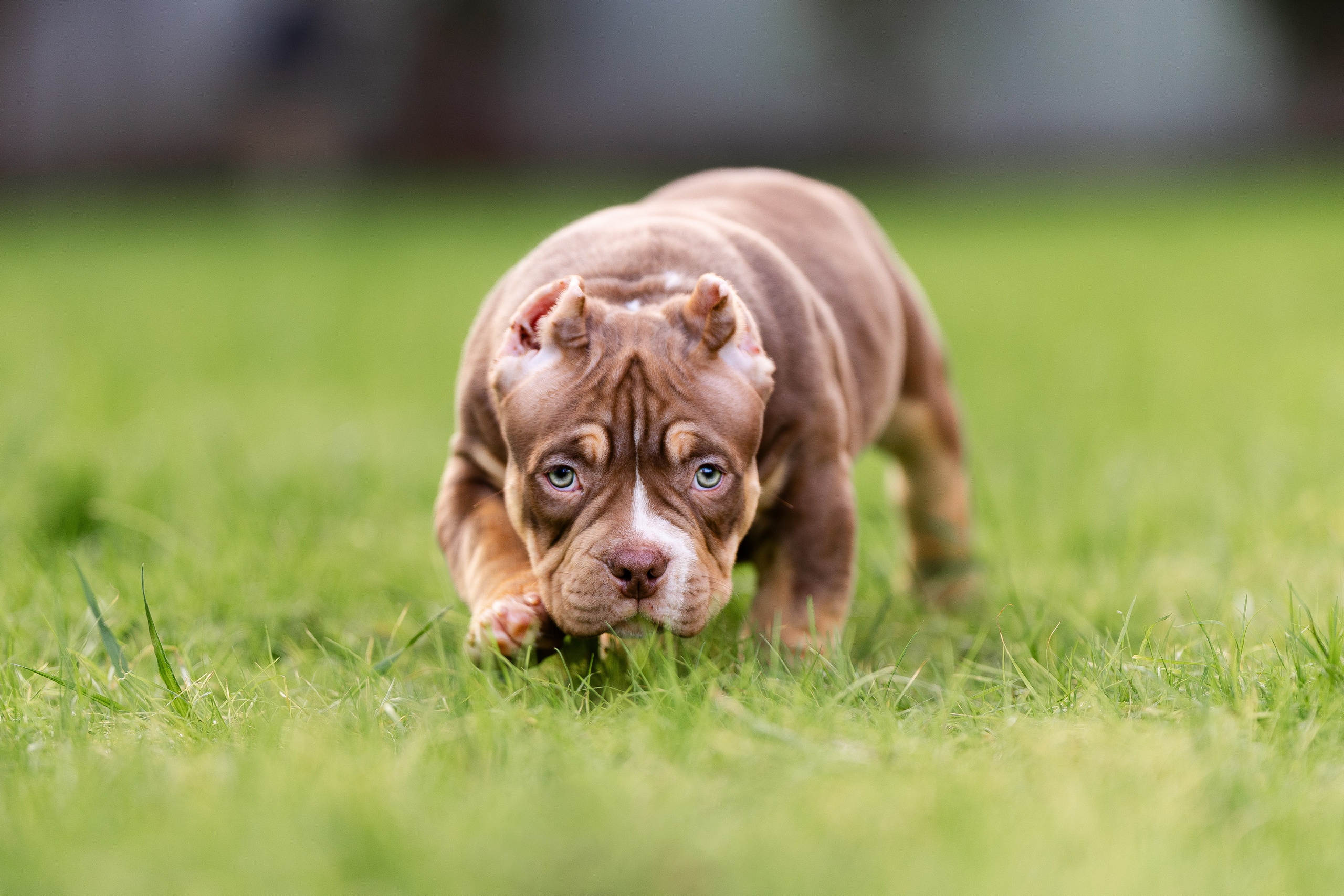 Булли. Фотограф и видеограф анималист Аганина Дарья