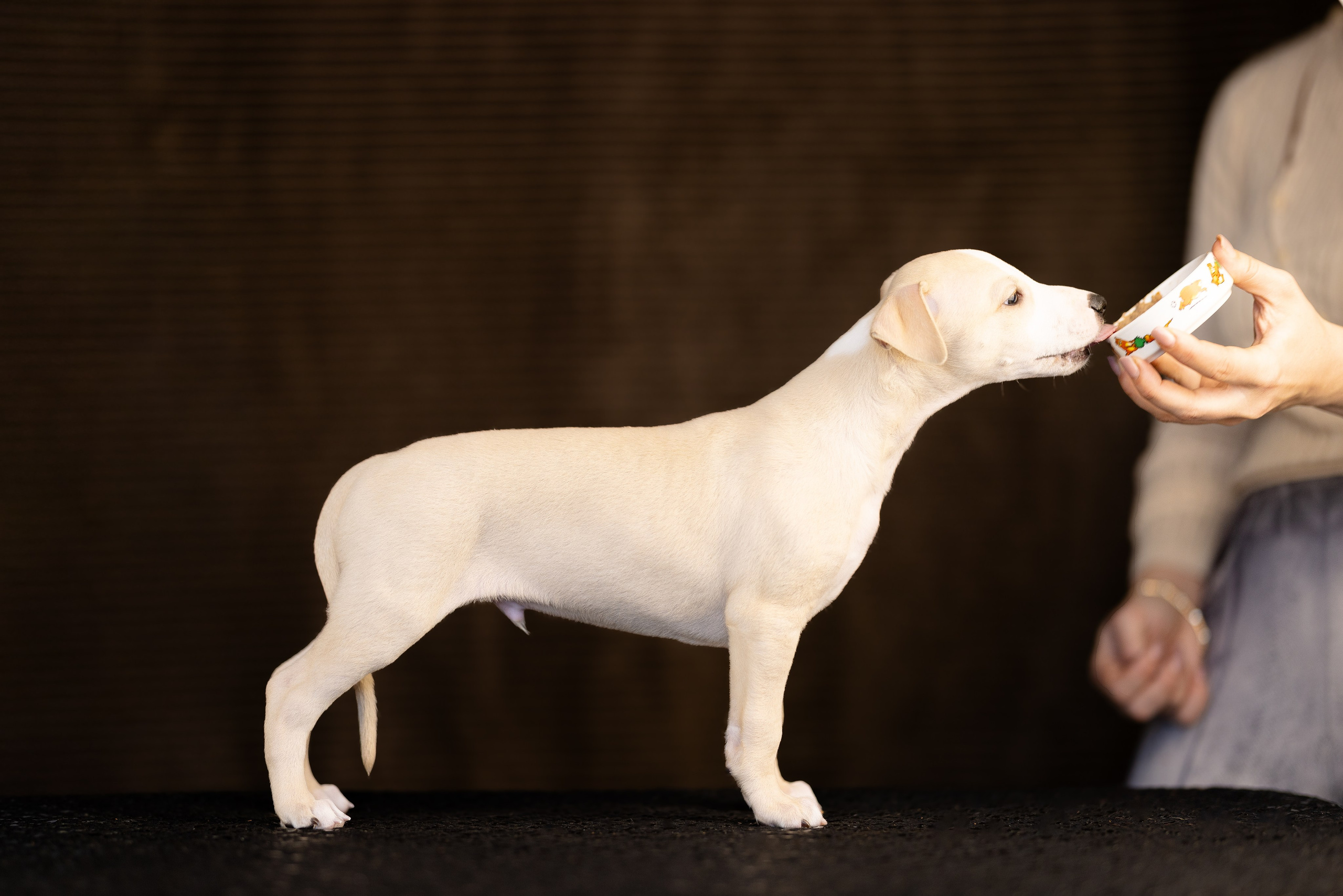 Уиппет. Фотограф и видеограф анималист Аганина Дарья