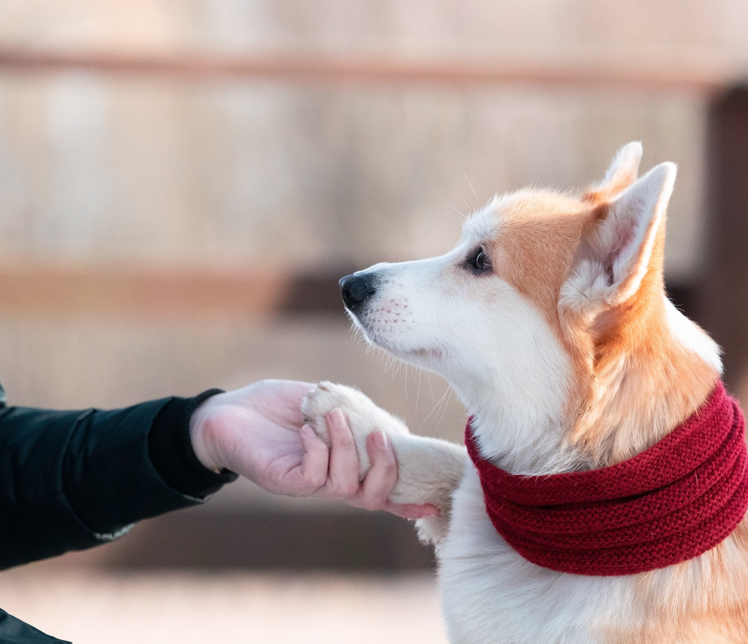 Даша и Дживс. Фотограф-анималист Смирнова Клеопатра|Москва