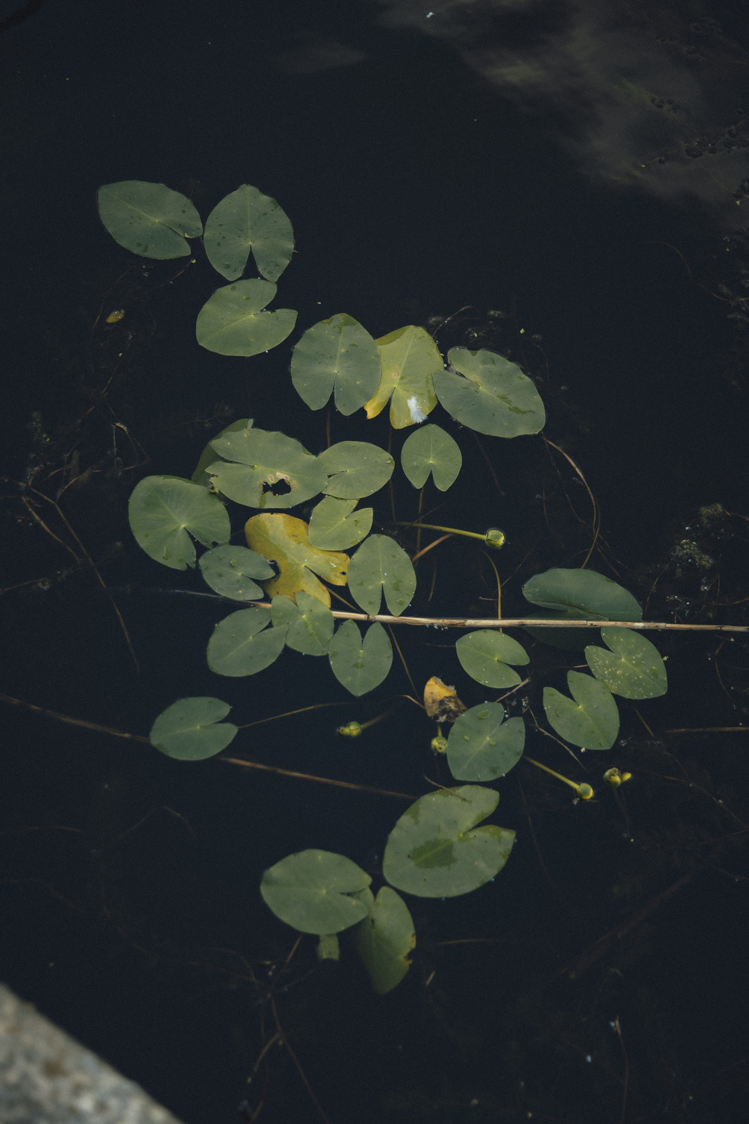 Даша / Светлогорск. Фотограф Калининград Илья Миллер