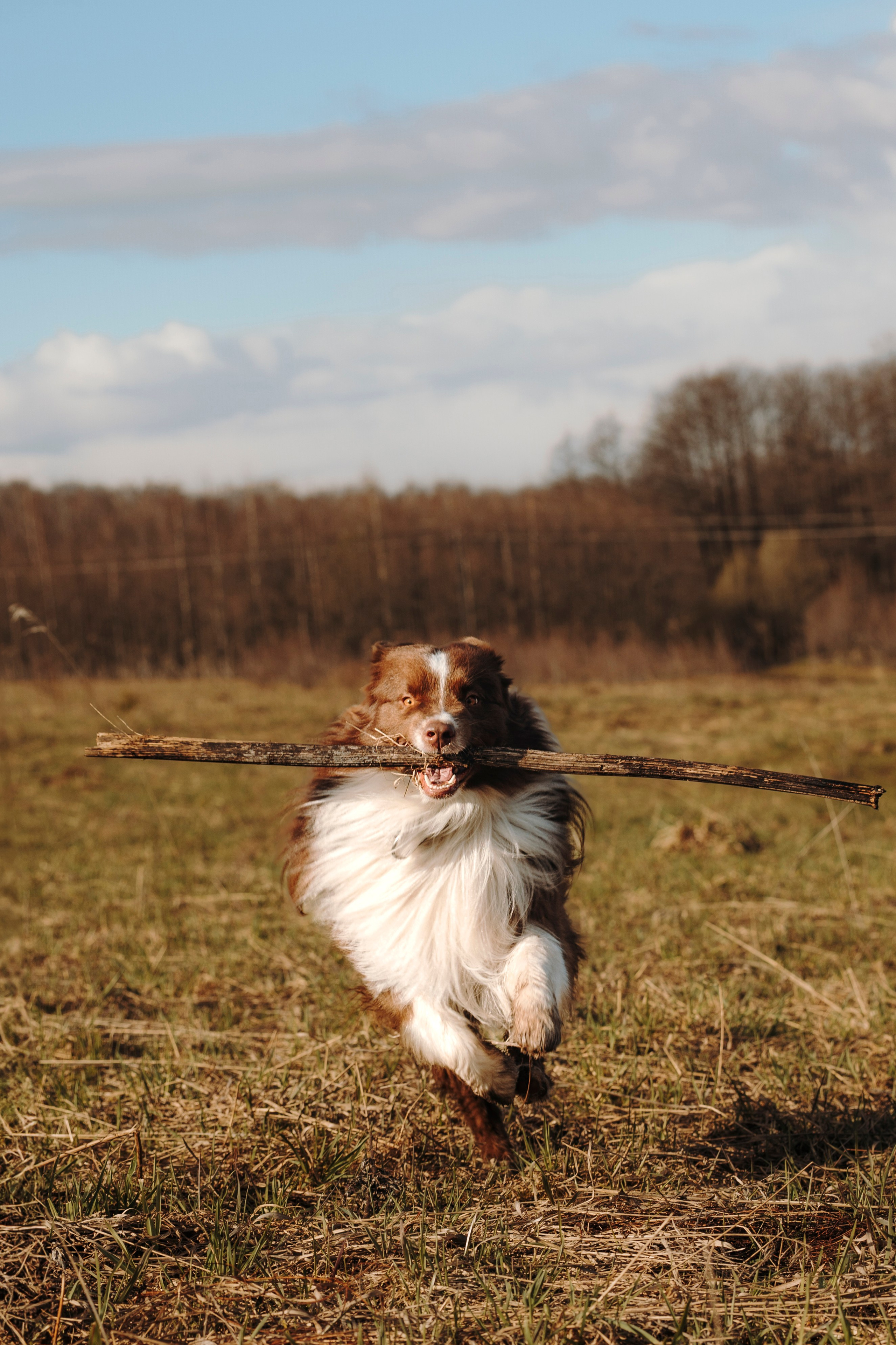 Смена в «DogCamp». Анастасия Белаш