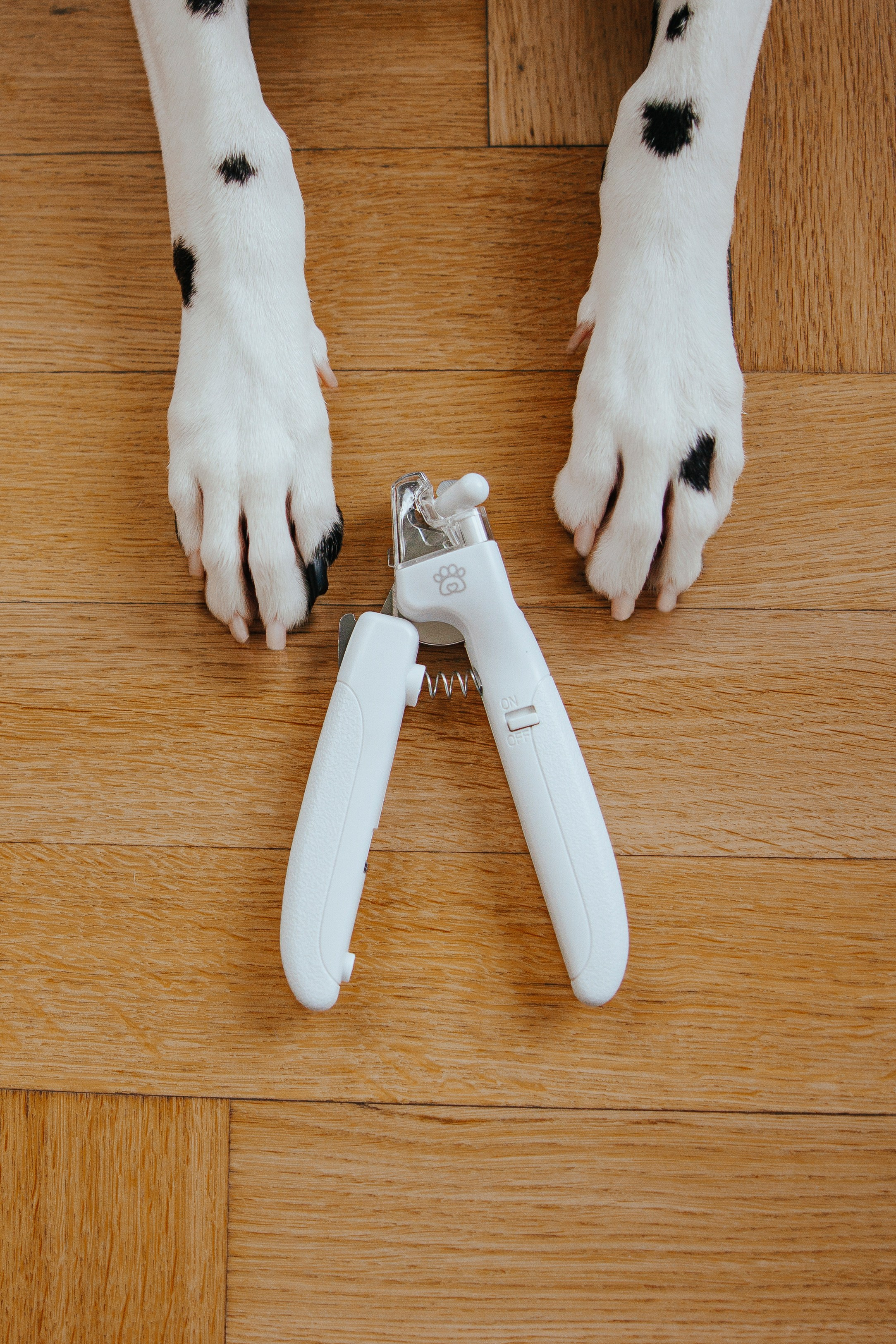 Pawsitive, товары для груминга, поилки. Анастасия Белаш