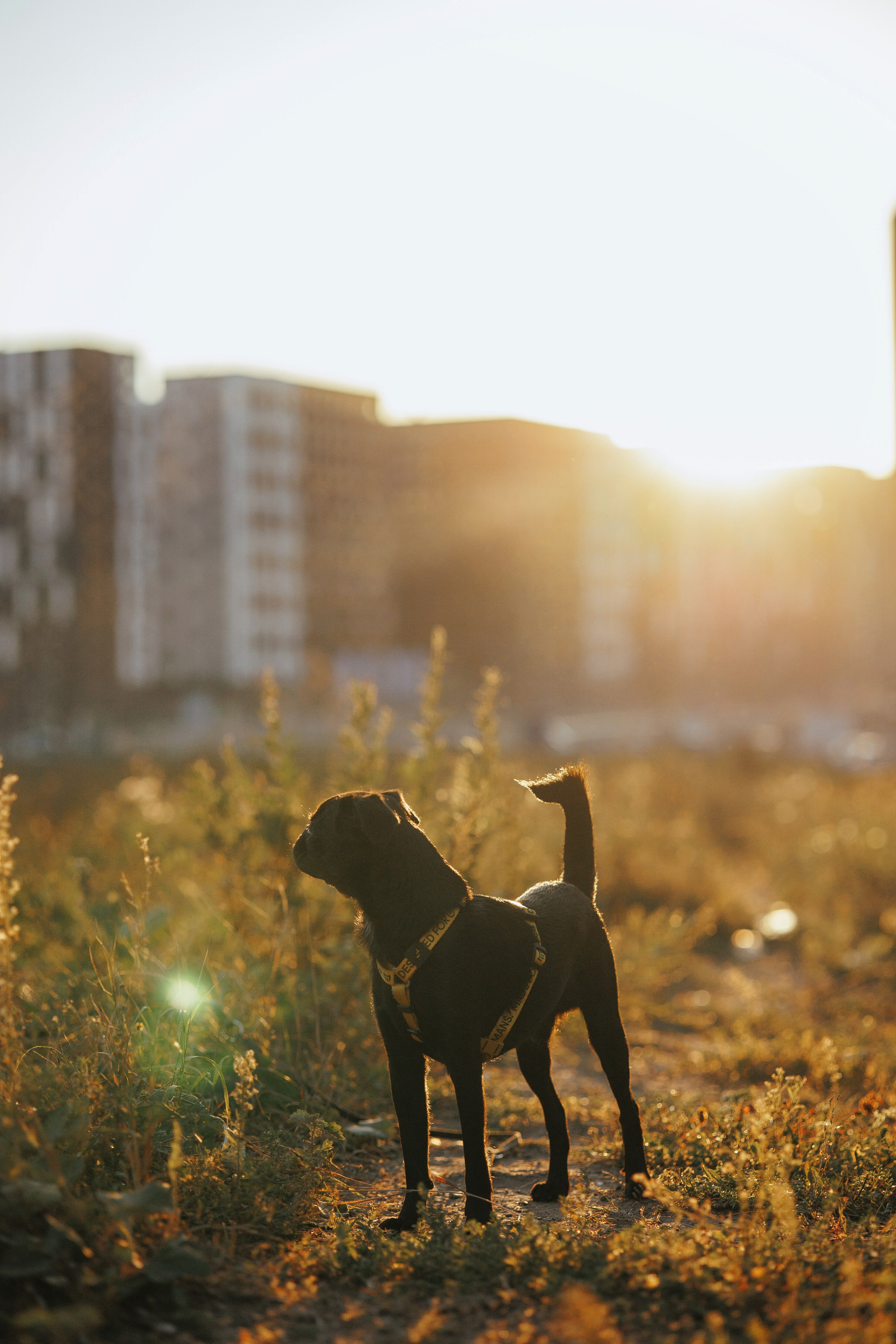 Закатная съемка с собакой. Анастасия Белаш