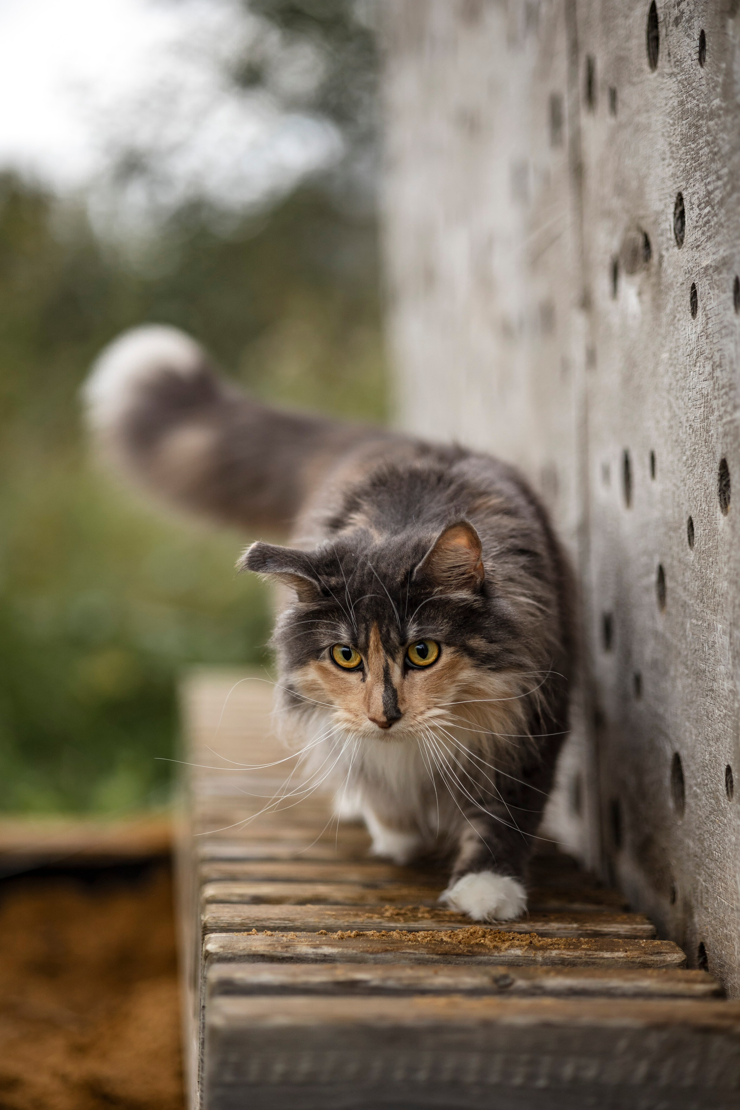 Луна. Анастасия Белаш