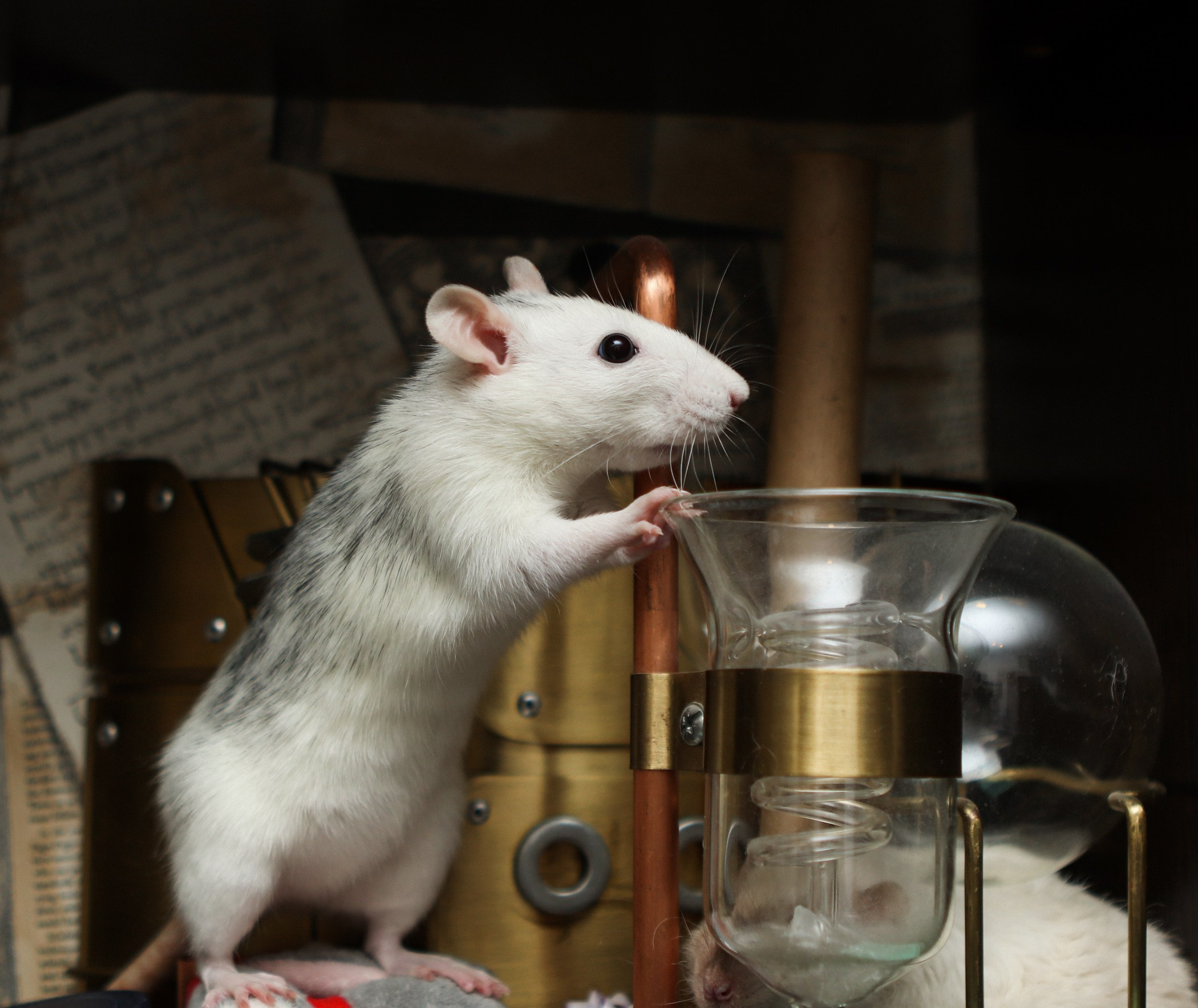 Грызуны. Фотограф-анималист Полина Колкова | Москва