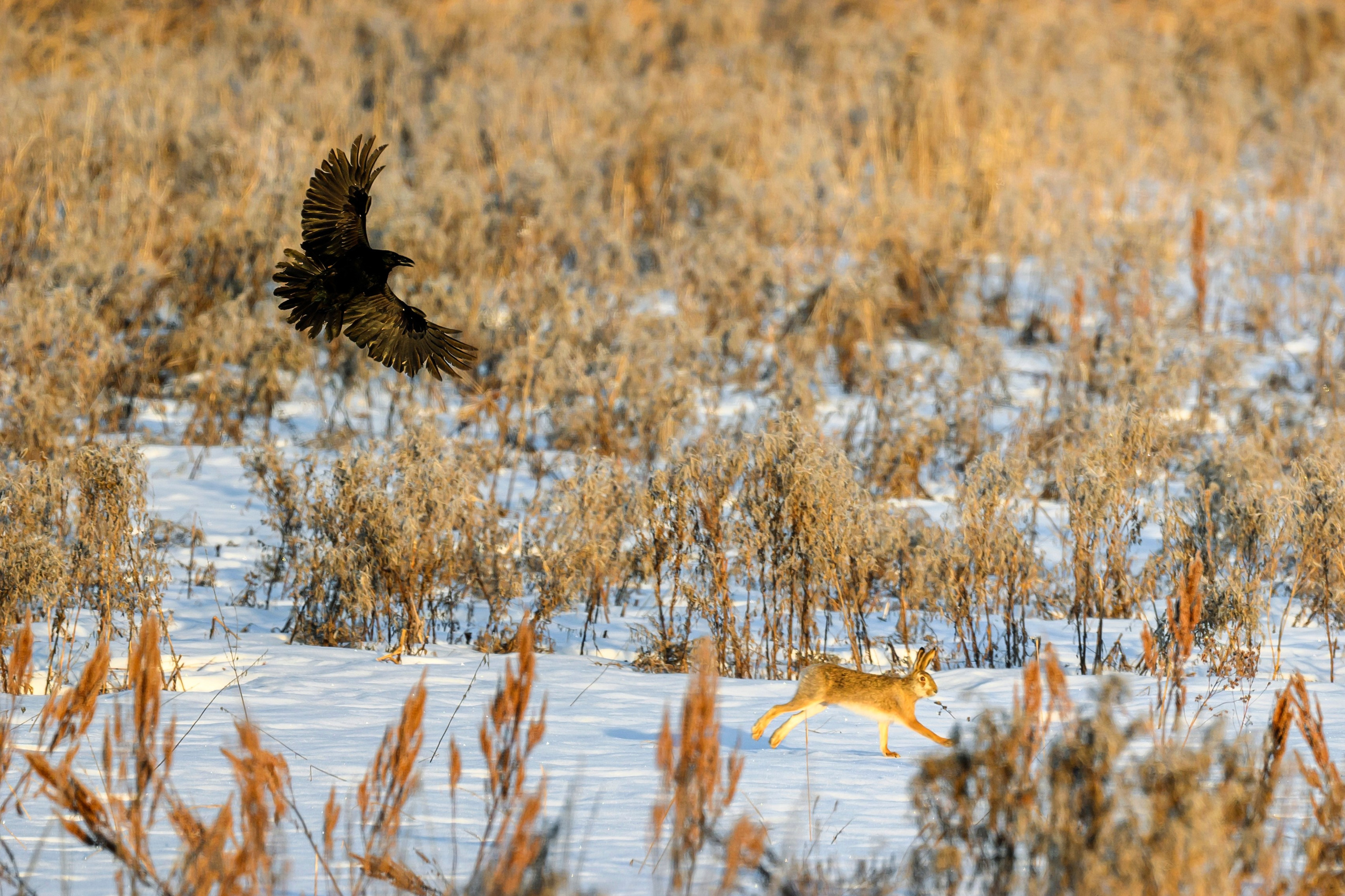 Чёрный ворон, чёрный ворон, Что ж ты вьёшься надо мной?. Фотограф Сергей Пупонин