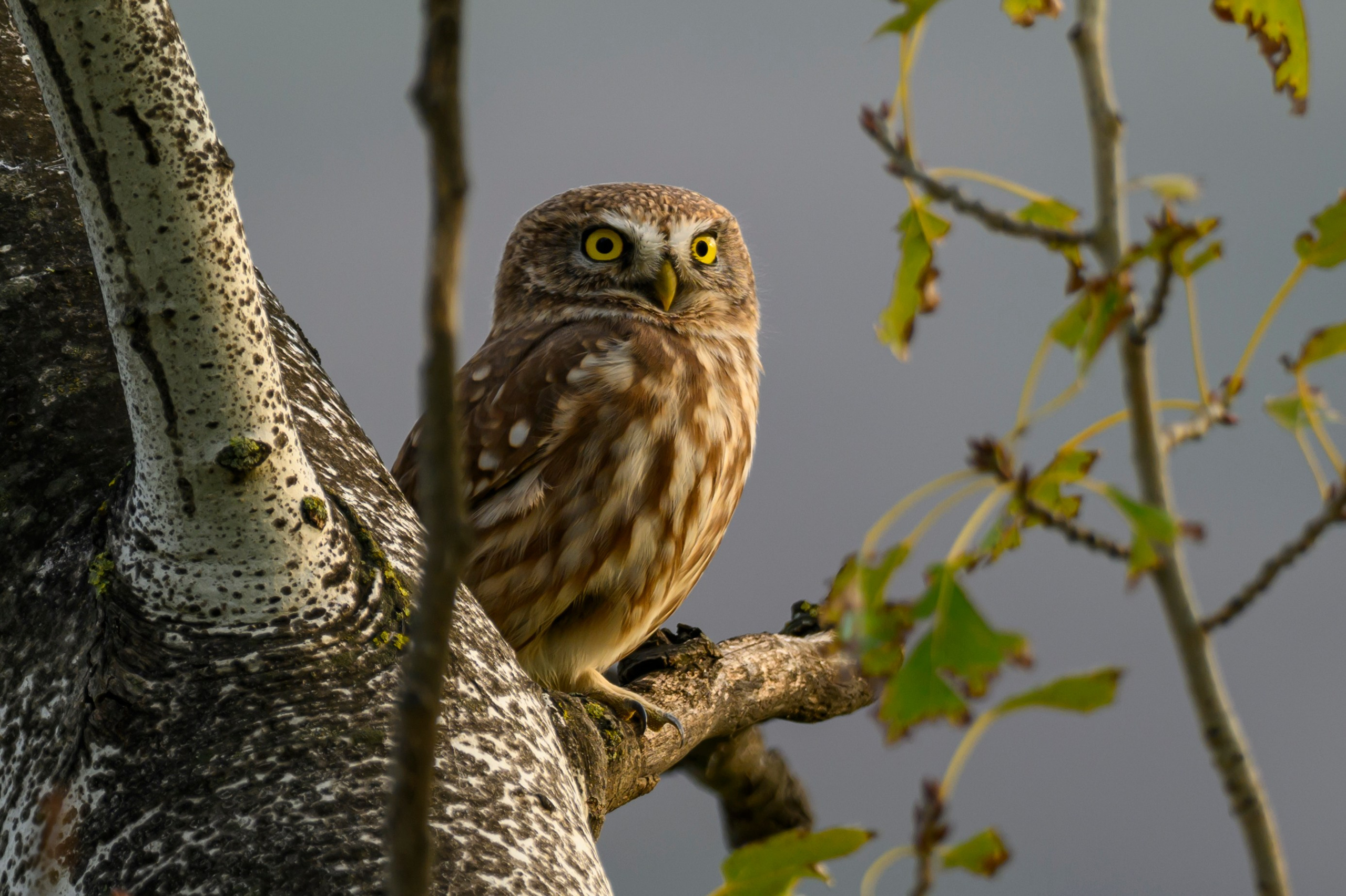 Дагестан. Ноябрь 2025. Фотограф Сергей Пупонин