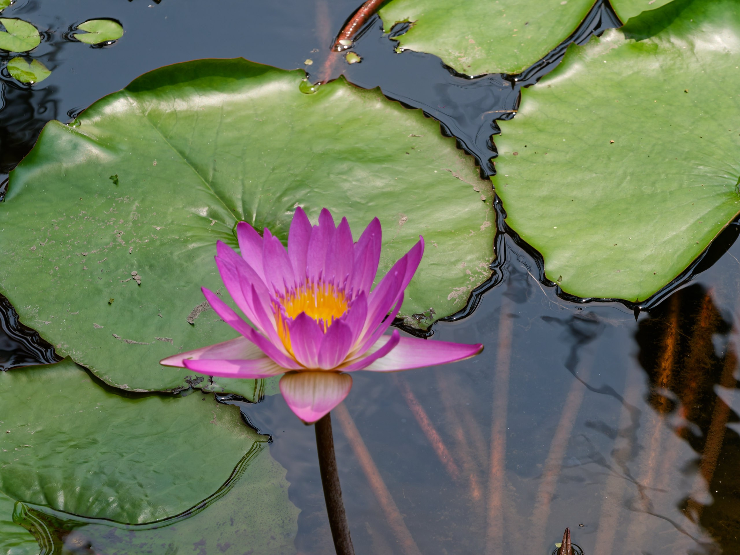 Хайнань 2026, флора, цветы и деревья. Фотопрогулки по Миру