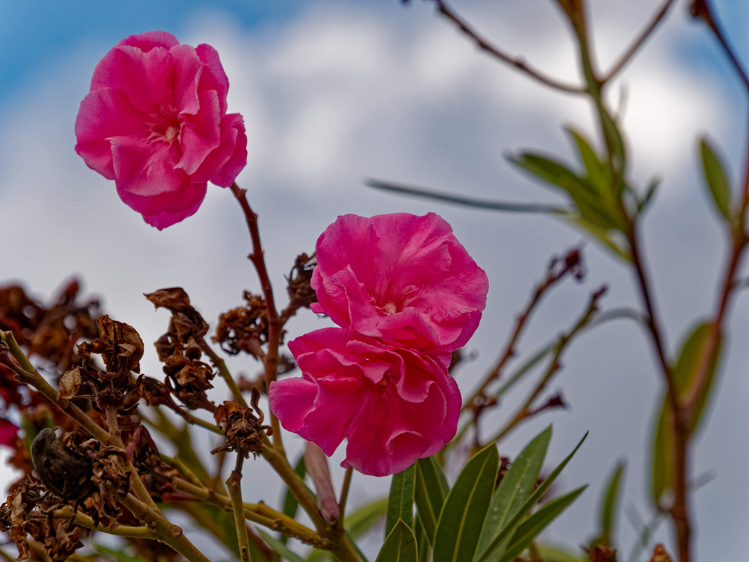 Алания 2025, природа. Избранные фотографии