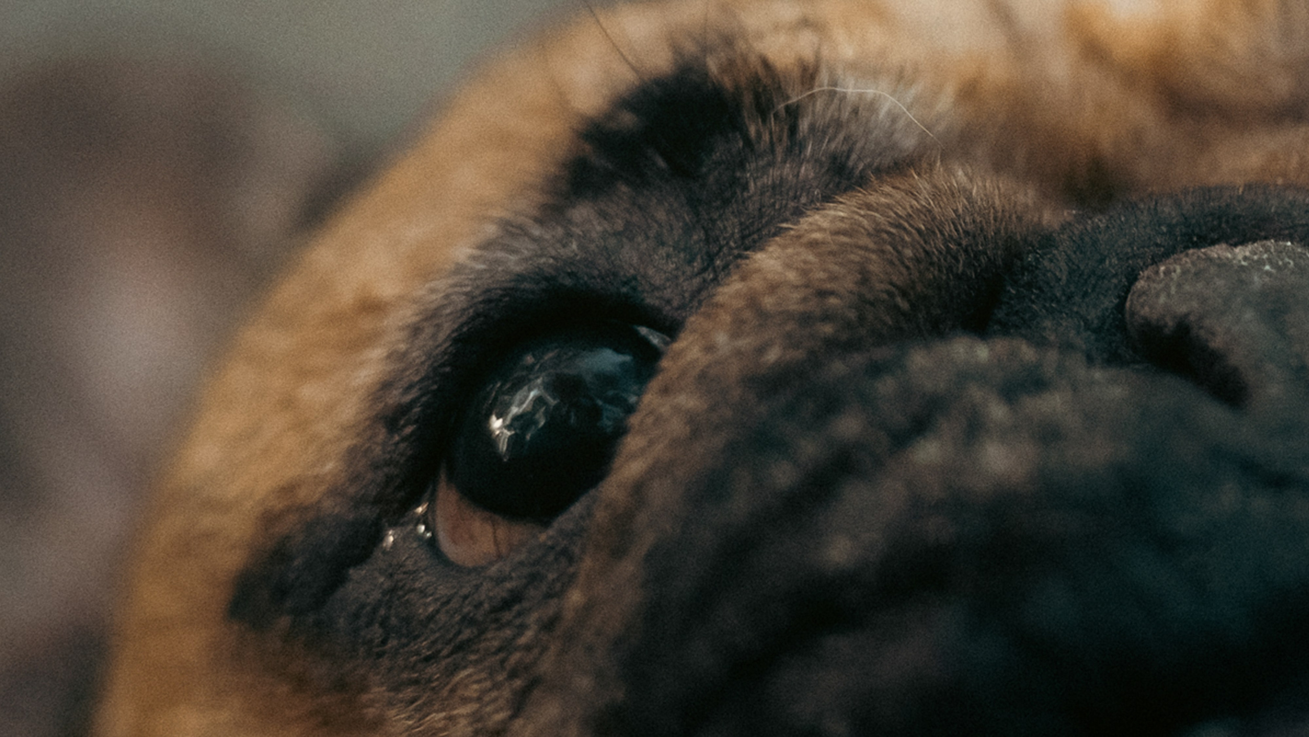 Анастасия и Бенц. Фотограф анималист в Москве и Санкт-Петербурге Свиридова Анна