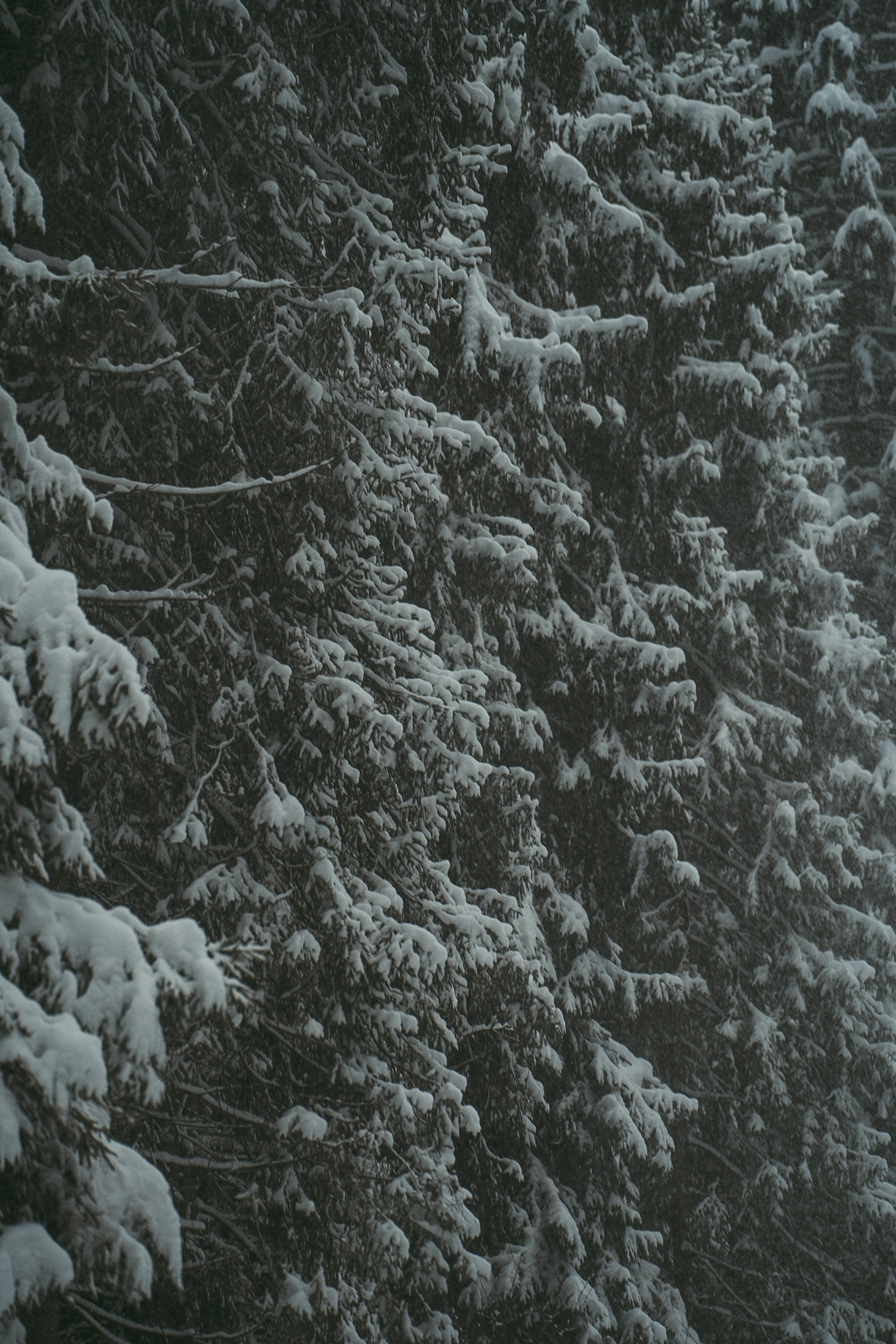 Лена и Фанни. Фотограф анималист в Москве и Санкт-Петербурге Свиридова Анна