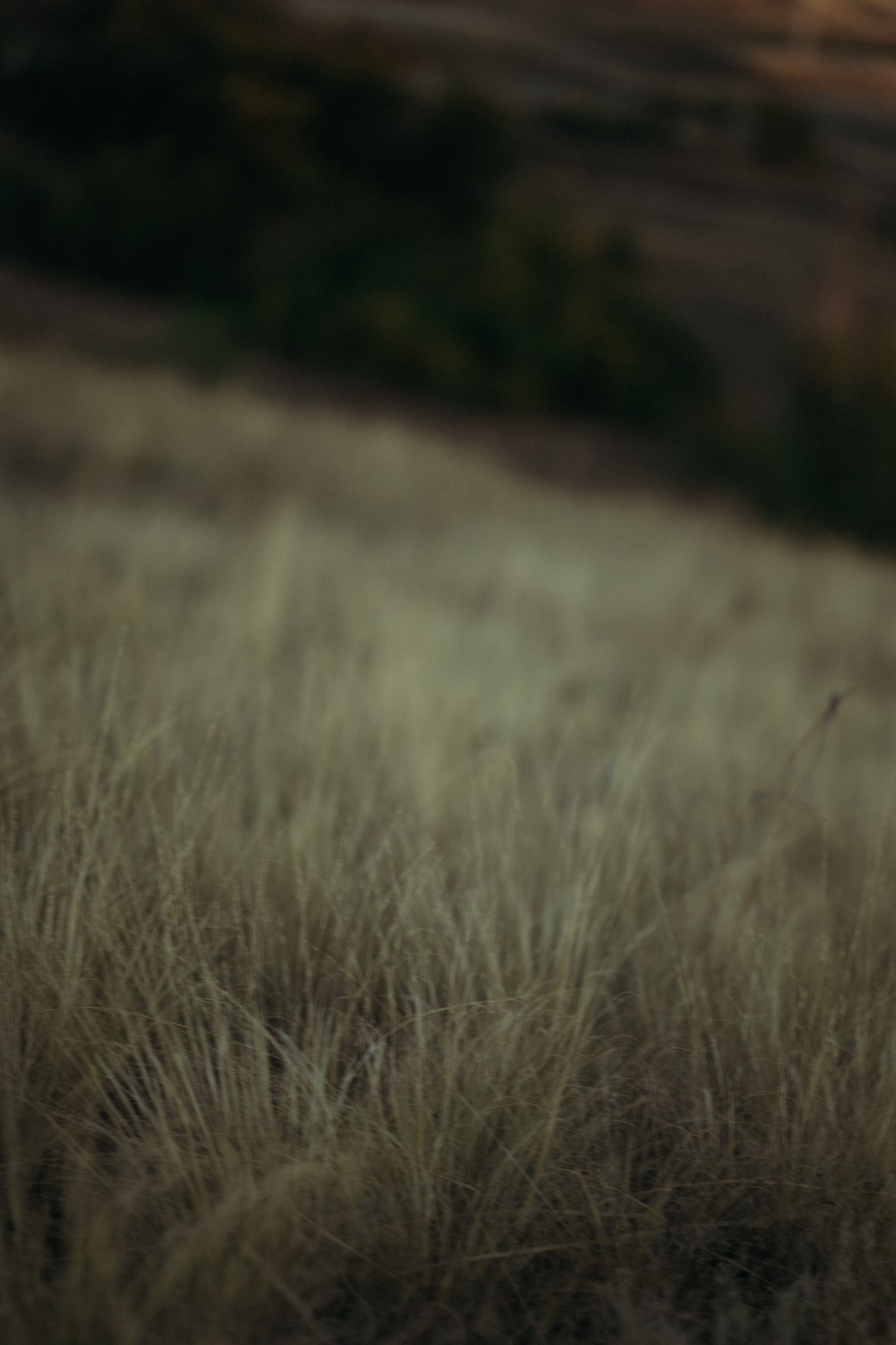 Наташа, Степа, Василиса, Лера. Www.ostermiller.ru