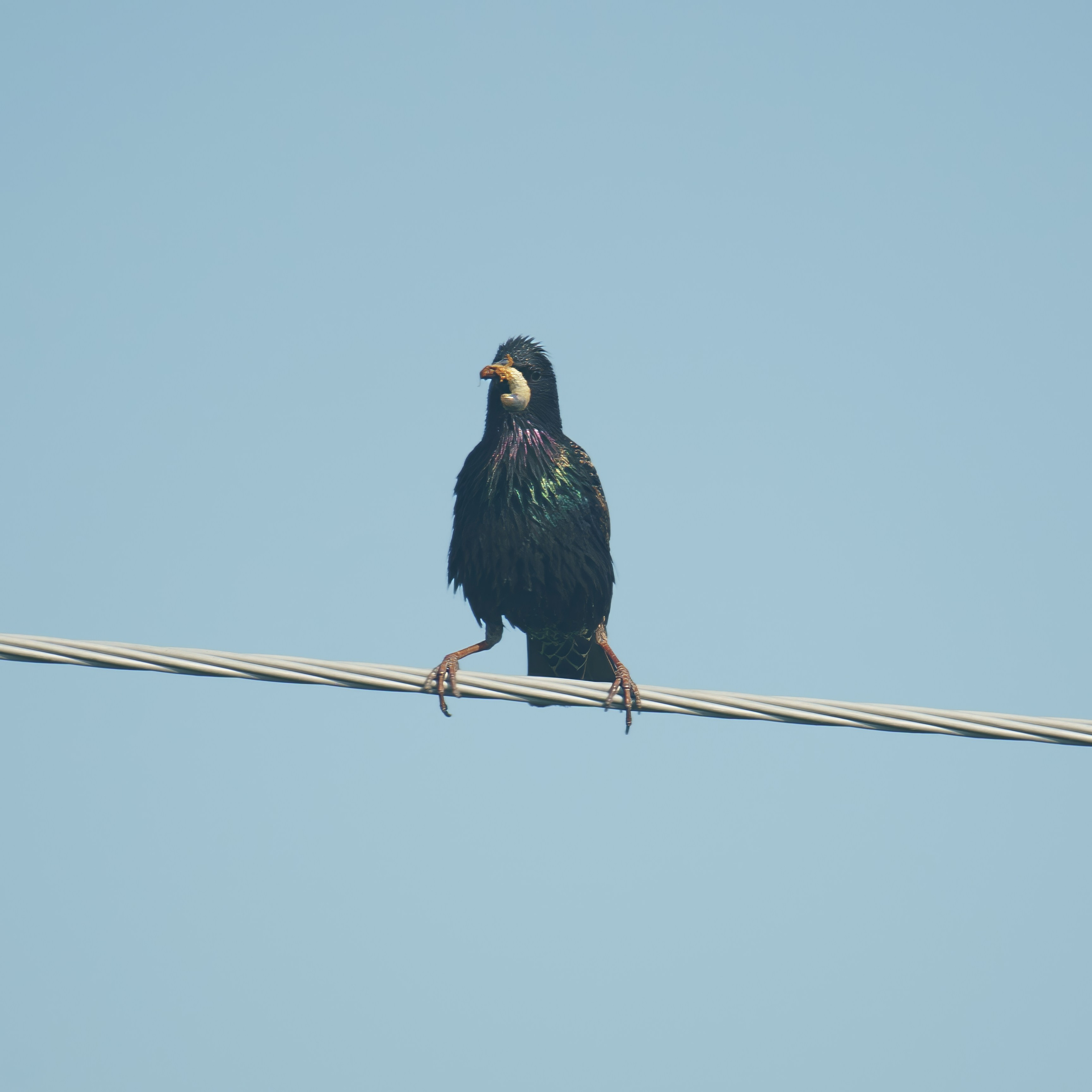 Animals — Животные