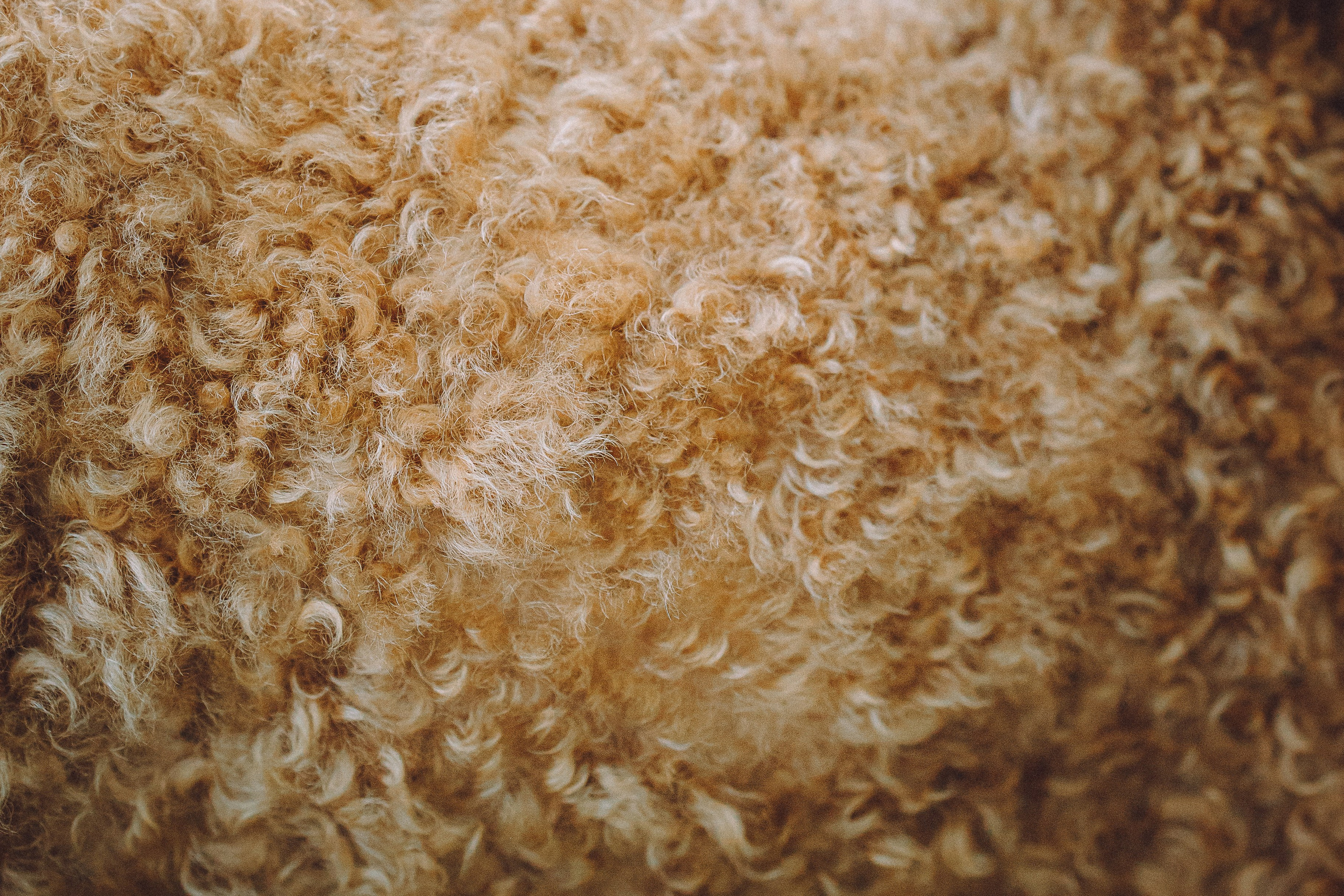 Марья и Буба