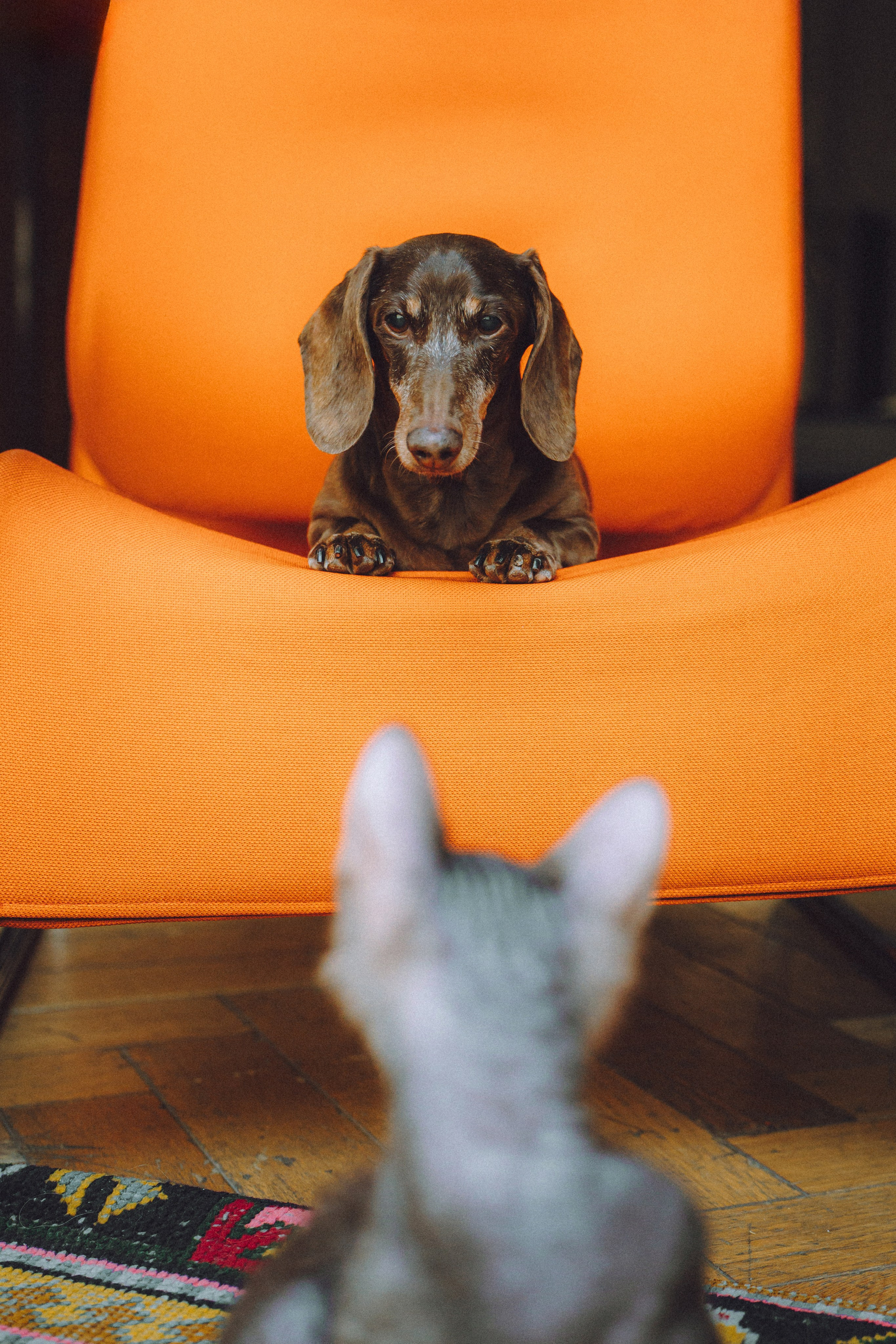 Кокос, Света, Динара и Вилли