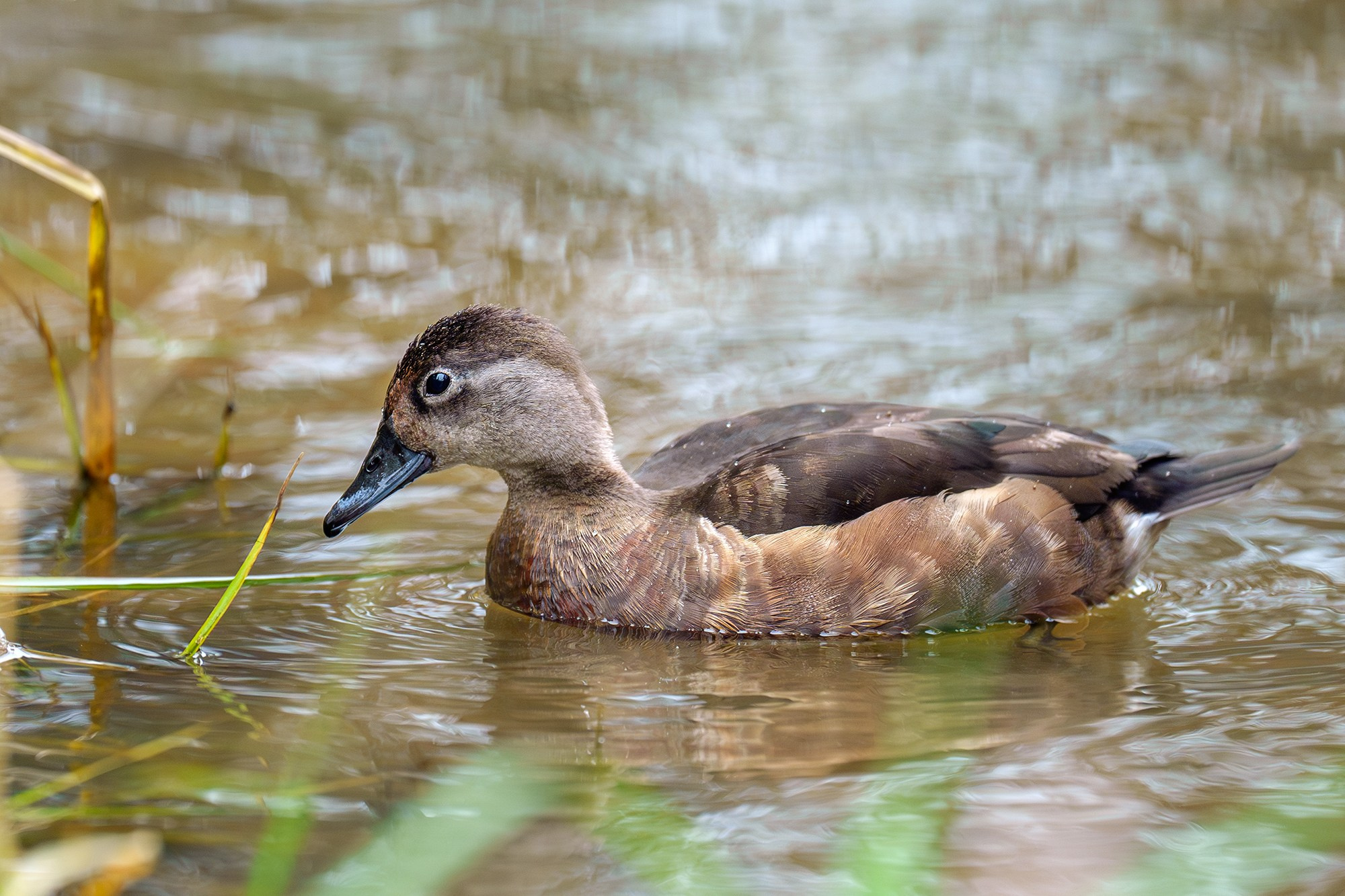 Удивительные мир птиц. Вокруг нас столько прекрасного — присмотритесь!. Ваш личный фотограф Марина Волкова