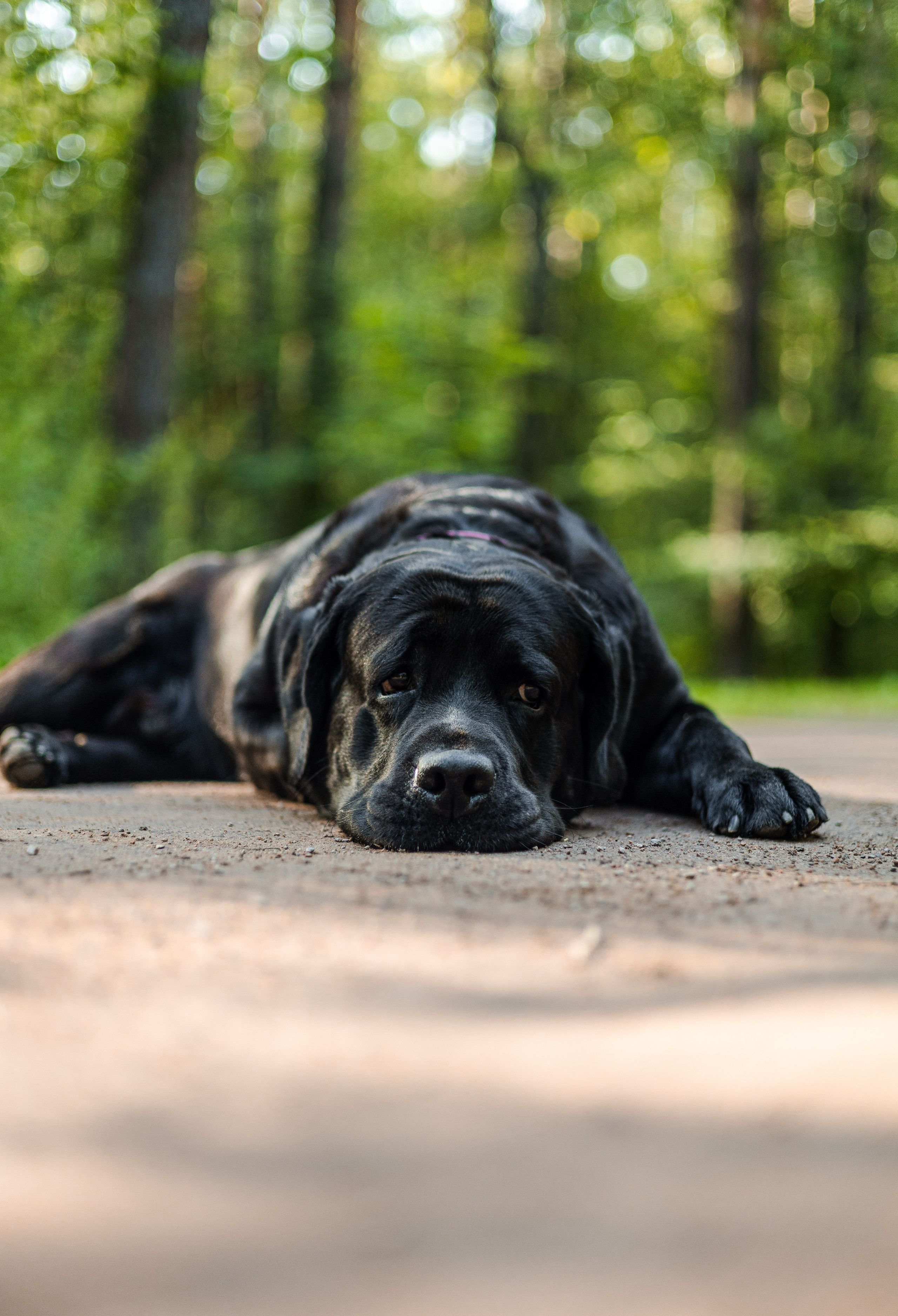 Найт и Соня. Фотограф-анималист Ксения Шевцова|Москва