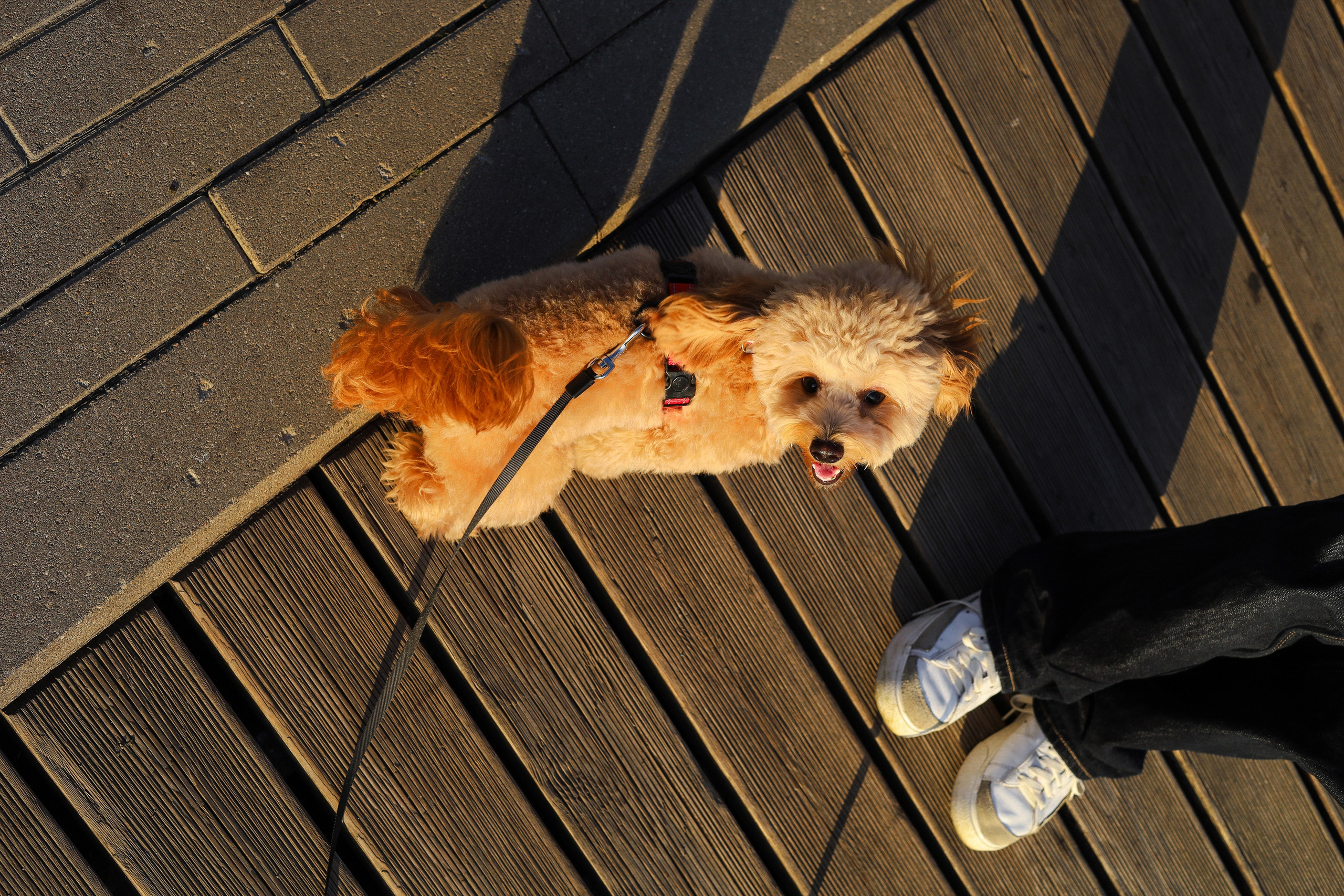 Поршик и Ксения. Фотограф-анималист Ксения Шевцова|Москва