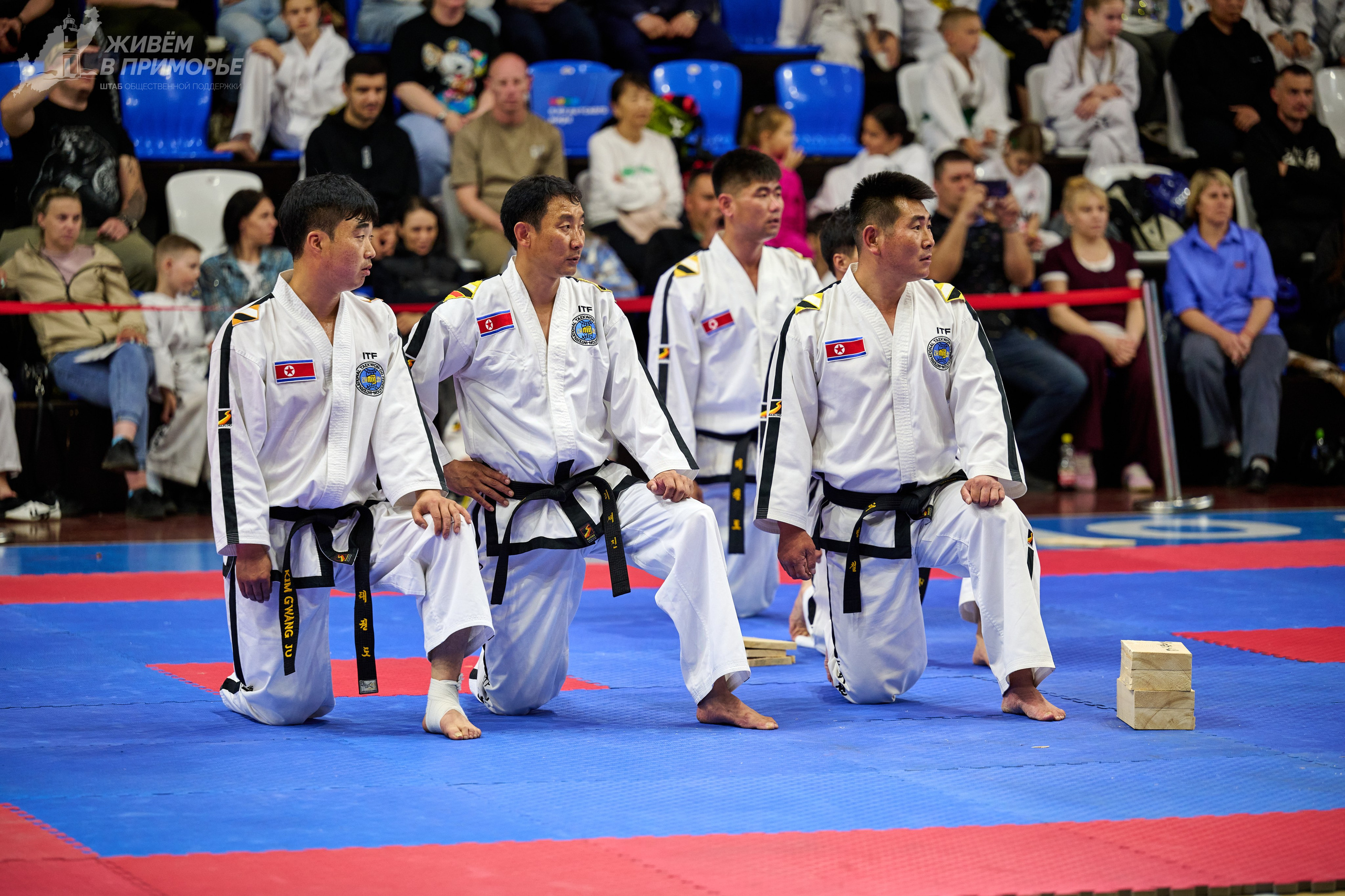 Кубок губернатора по тхэквондо. Профессиональный репортажный фотограф Инесса Иминова