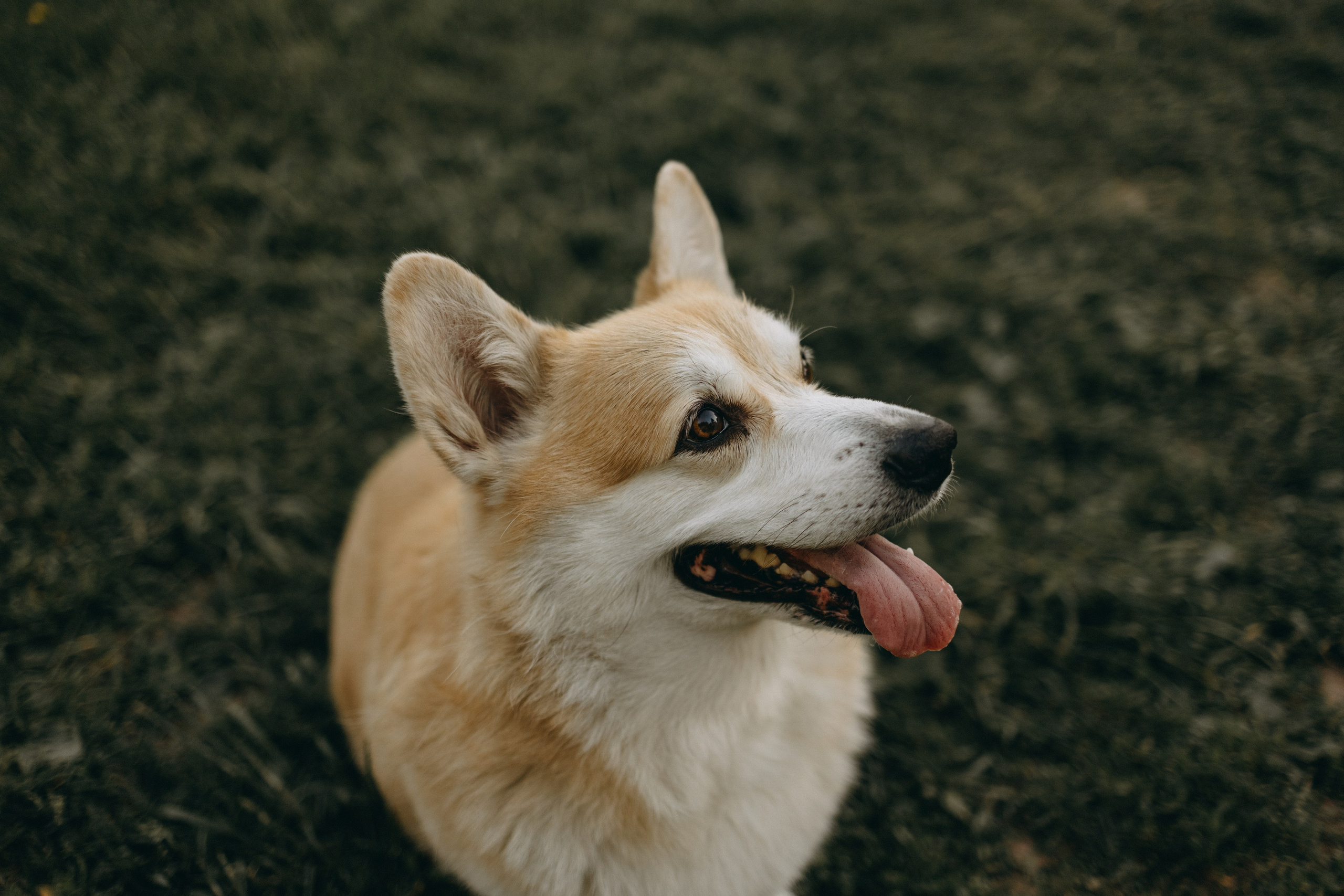 Кристина и Шелби. Фотограф — Анималист | Санкт-Петербург