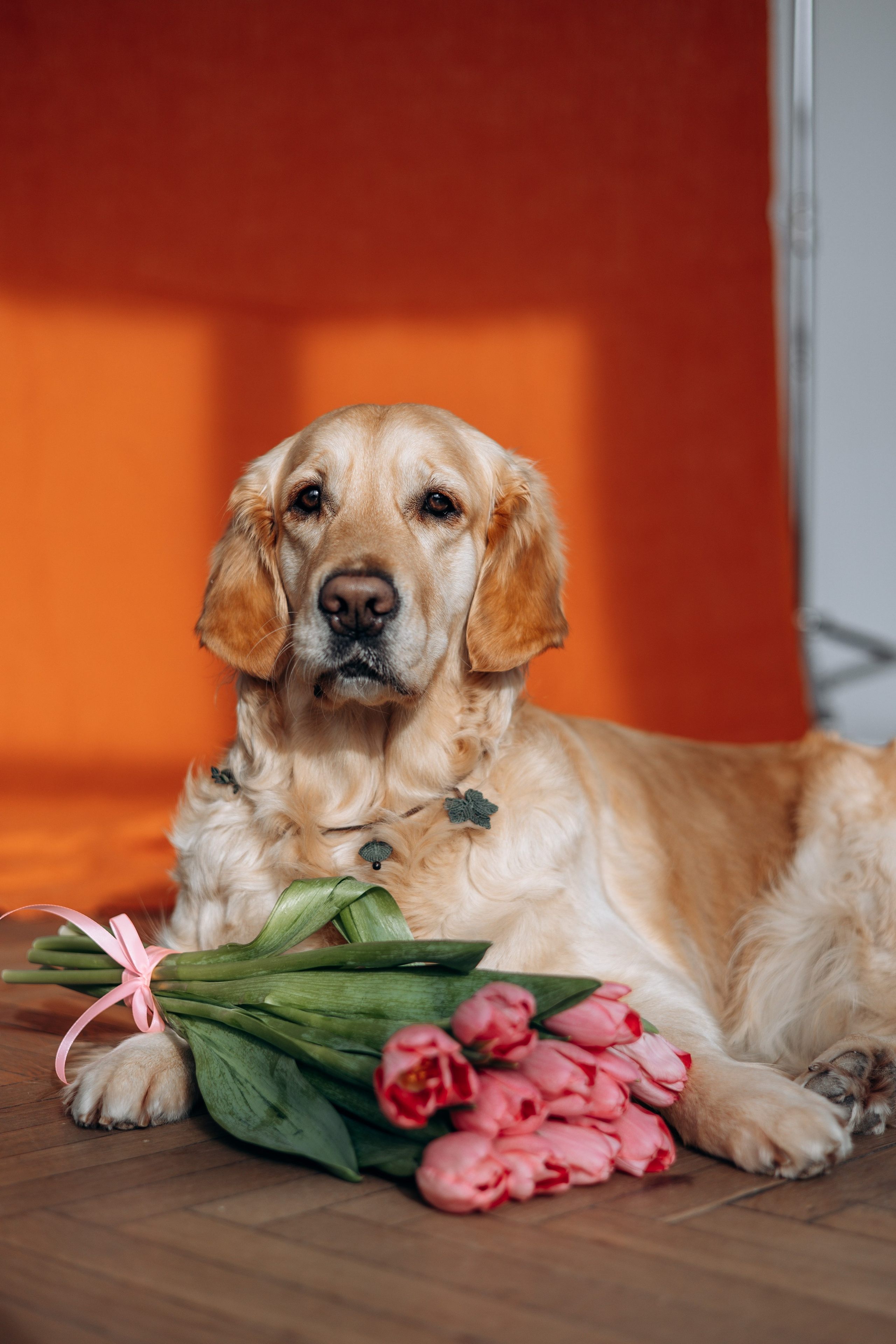 Марина и Чили. Фотограф — Анималист | Санкт-Петербург