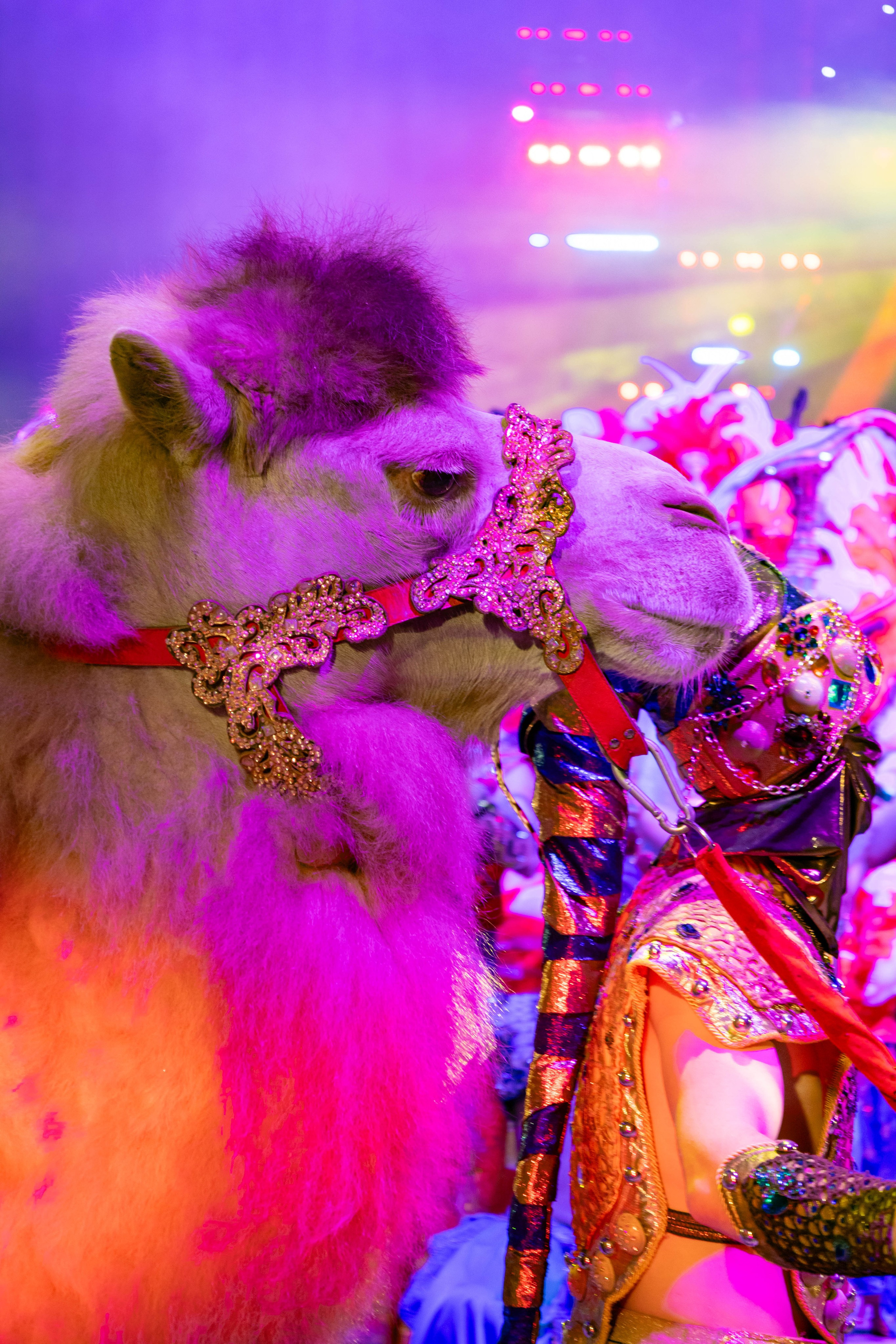 Цирк Гии Эрадзе «Песчаная Сказка». Ваш фотограф в Нижнем Новгороде