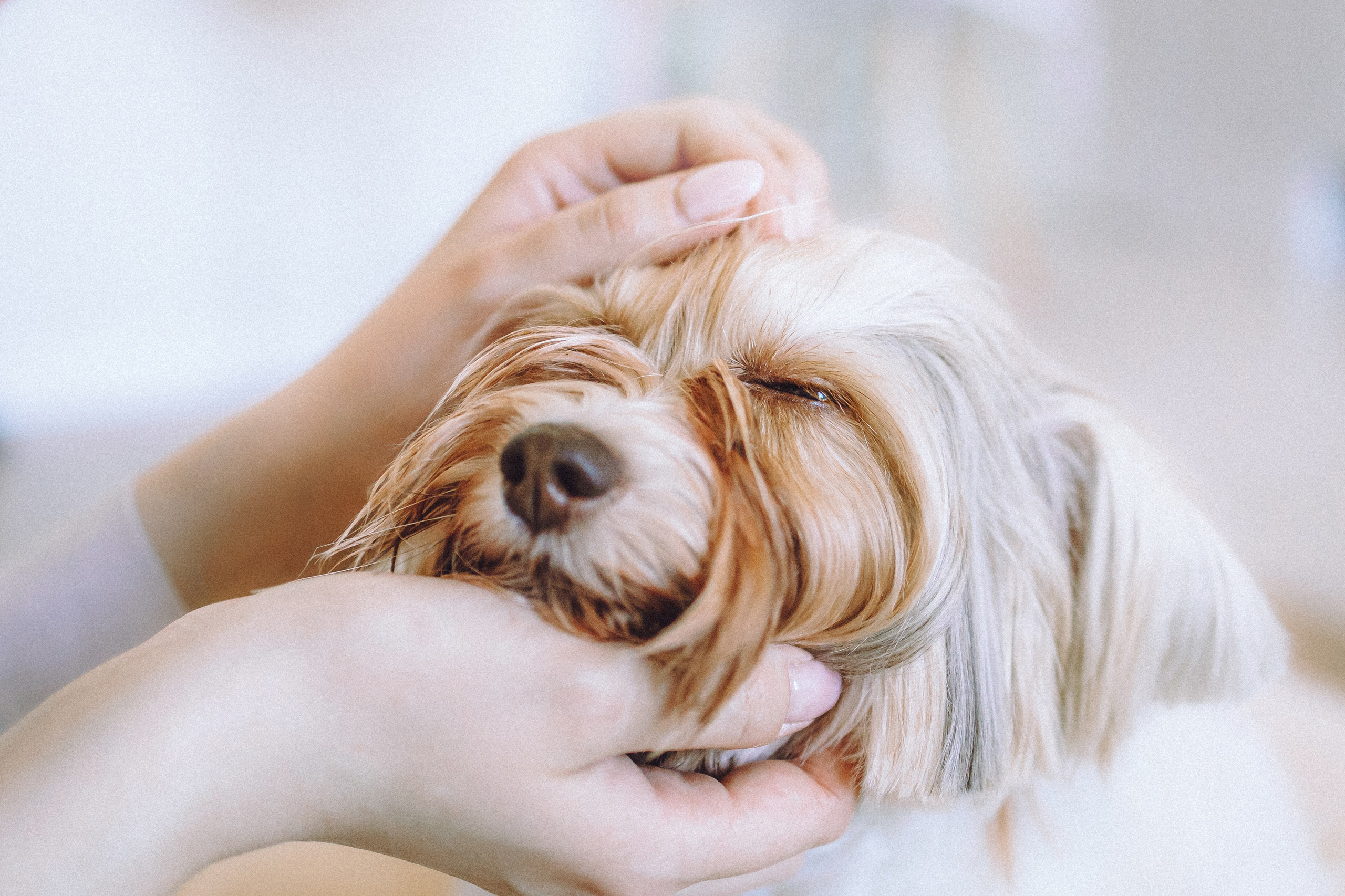 День Рождения Шу