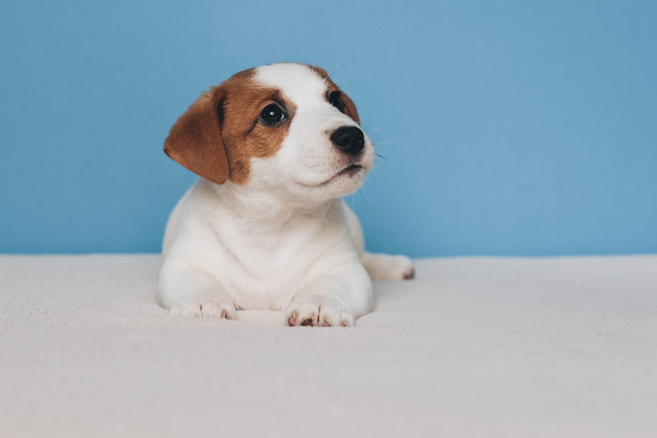 Jack Russell Terrier. Natalia Finch Photography — Family, Kids & Pet Photographer in Chicago, IL