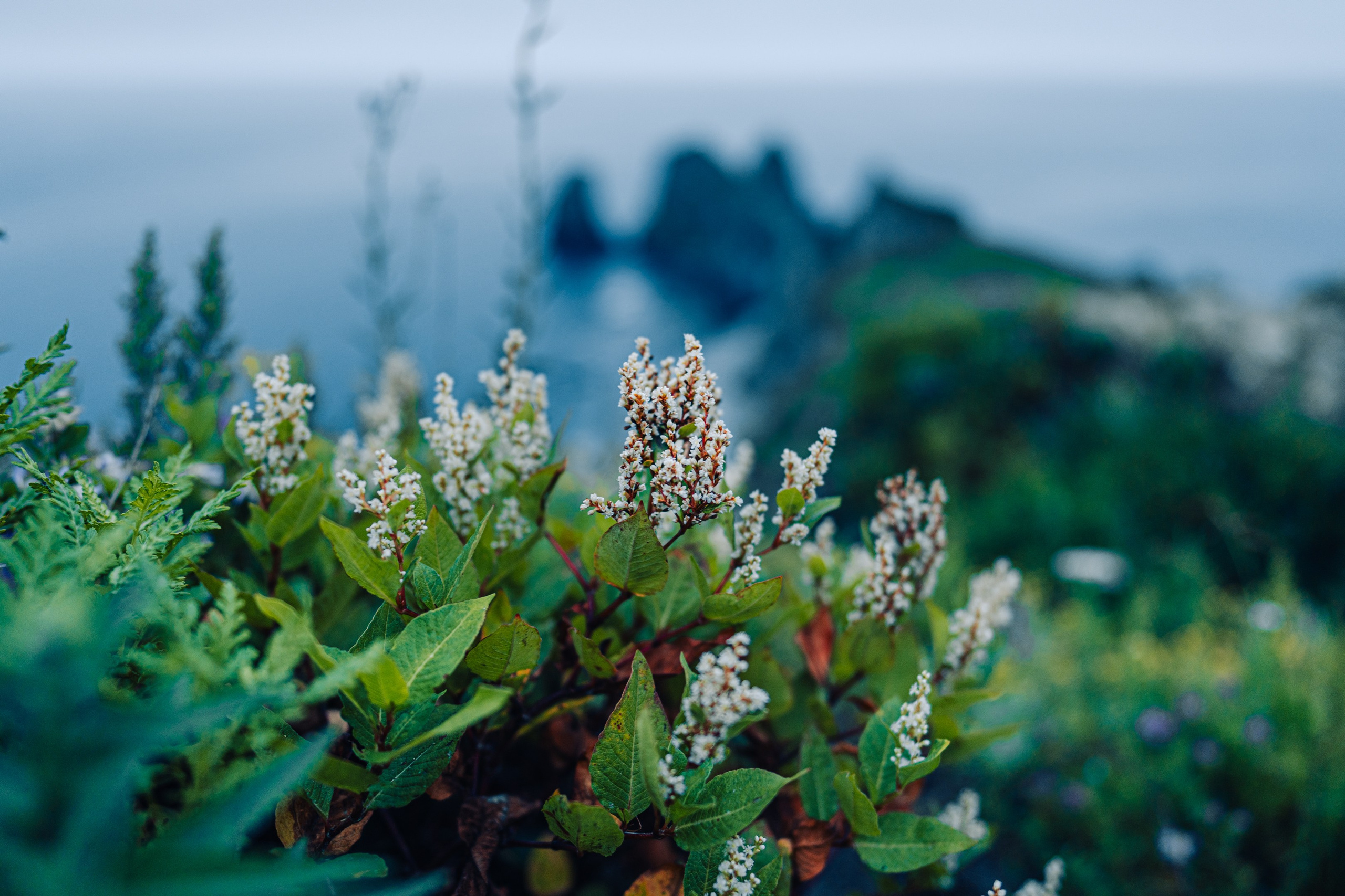 Мыс Четырех Скал. Иван Зайцев (IZIART) — создание культурного кода через фото и видео