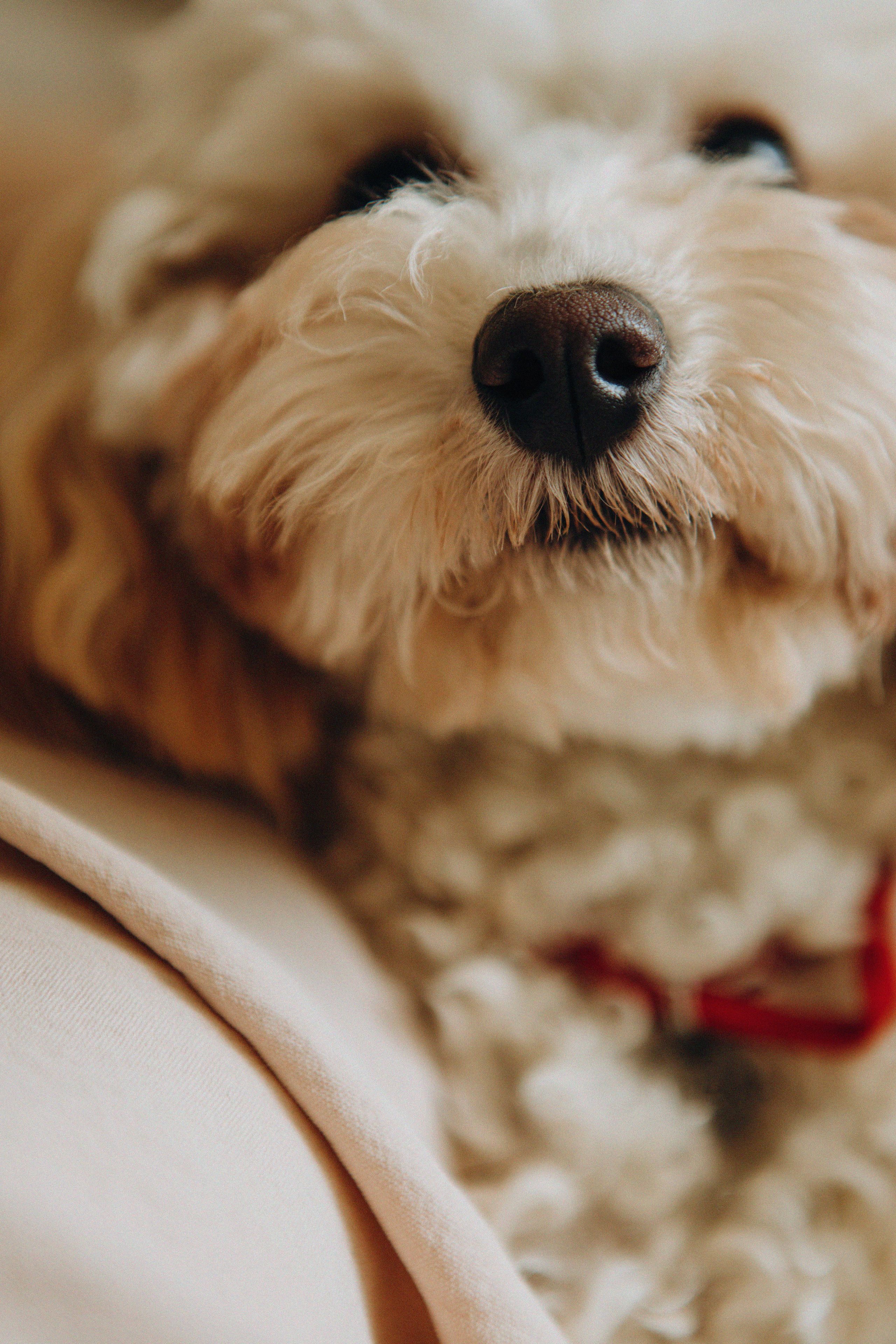 Таня и Оливка. Свадебный и семейный фотограф Арестенко Анастасия