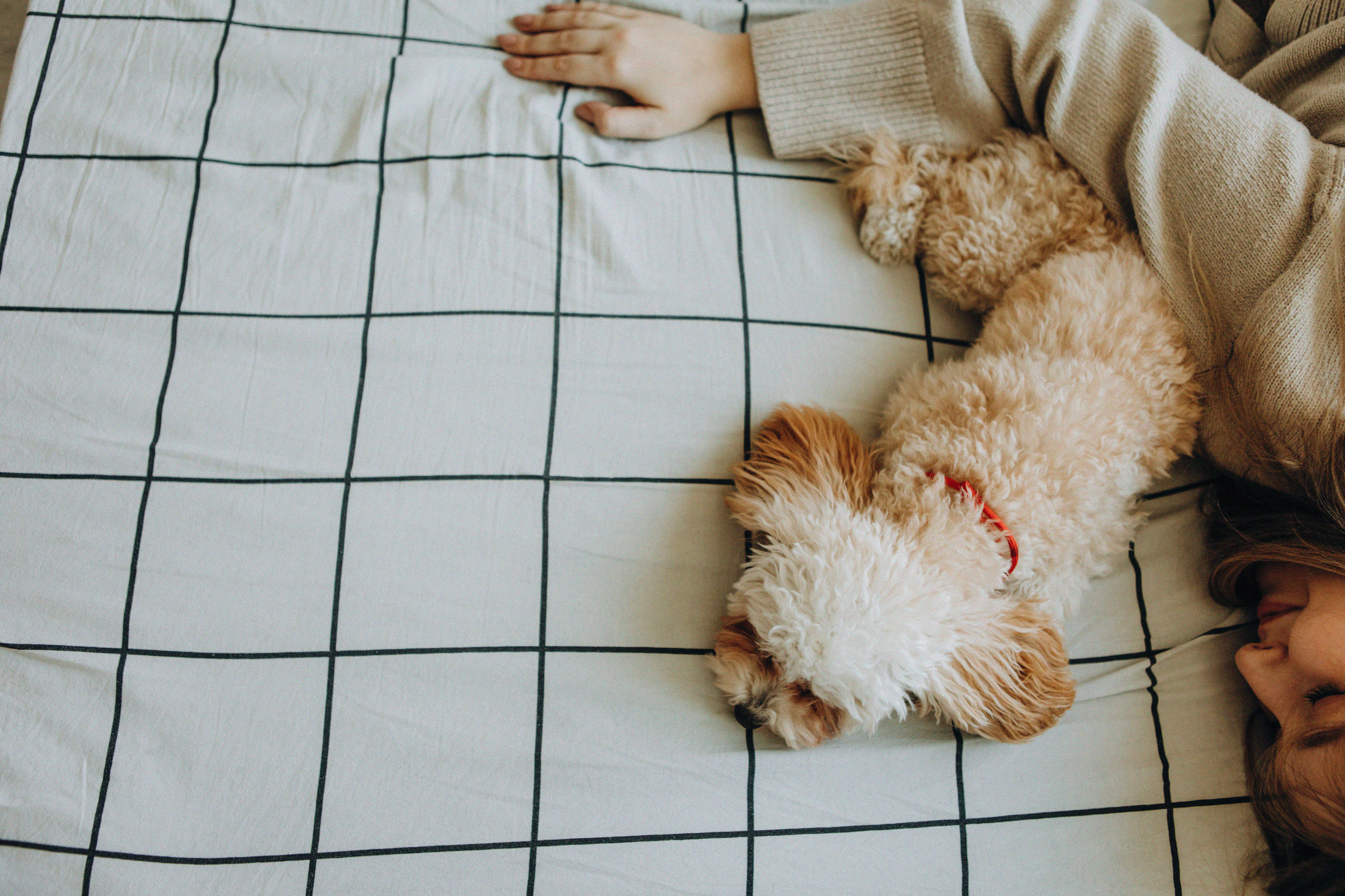 Таня и Оливка. Свадебный и семейный фотограф Арестенко Анастасия