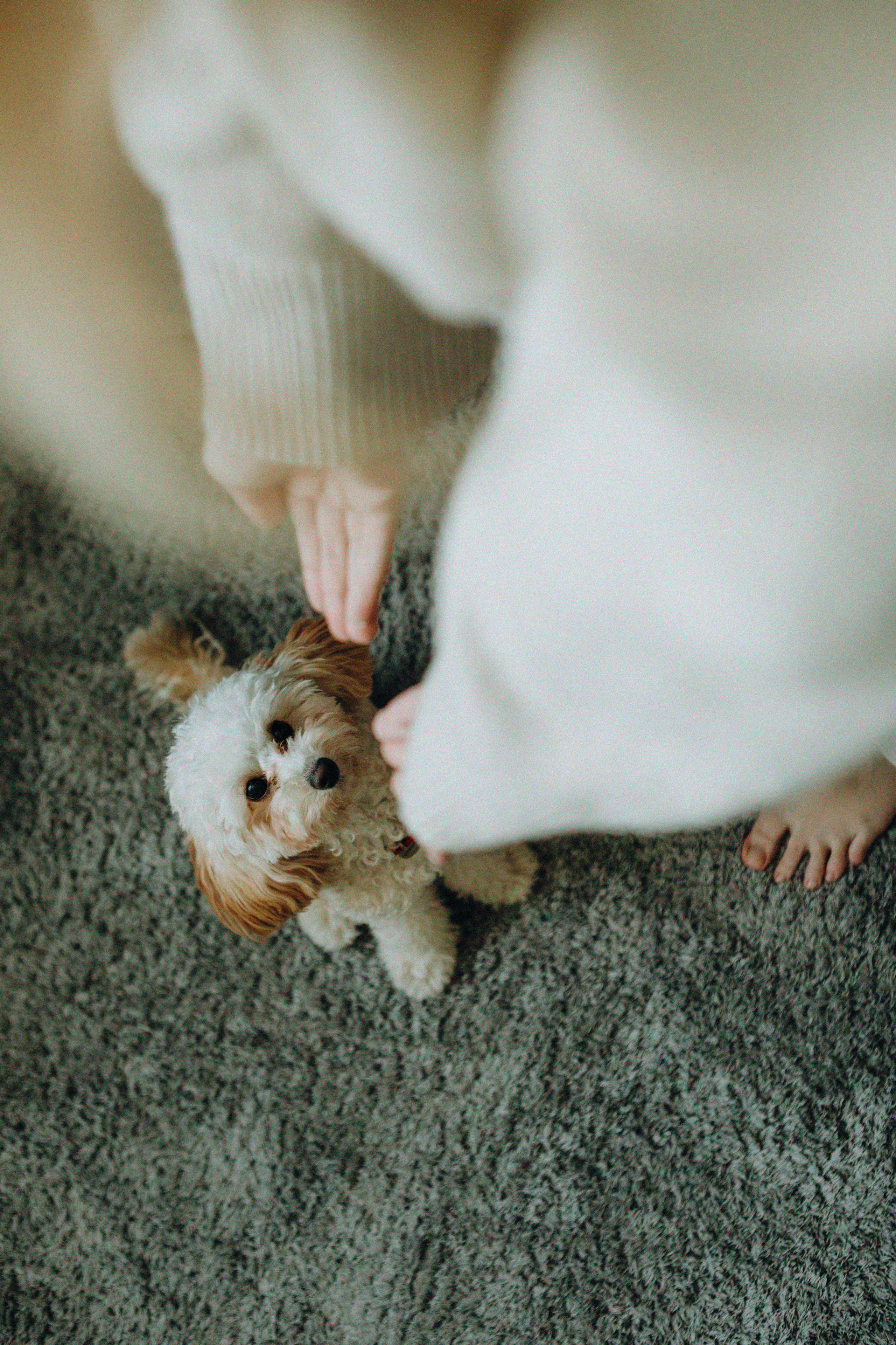Таня и Оливка. Свадебный и семейный фотограф Арестенко Анастасия