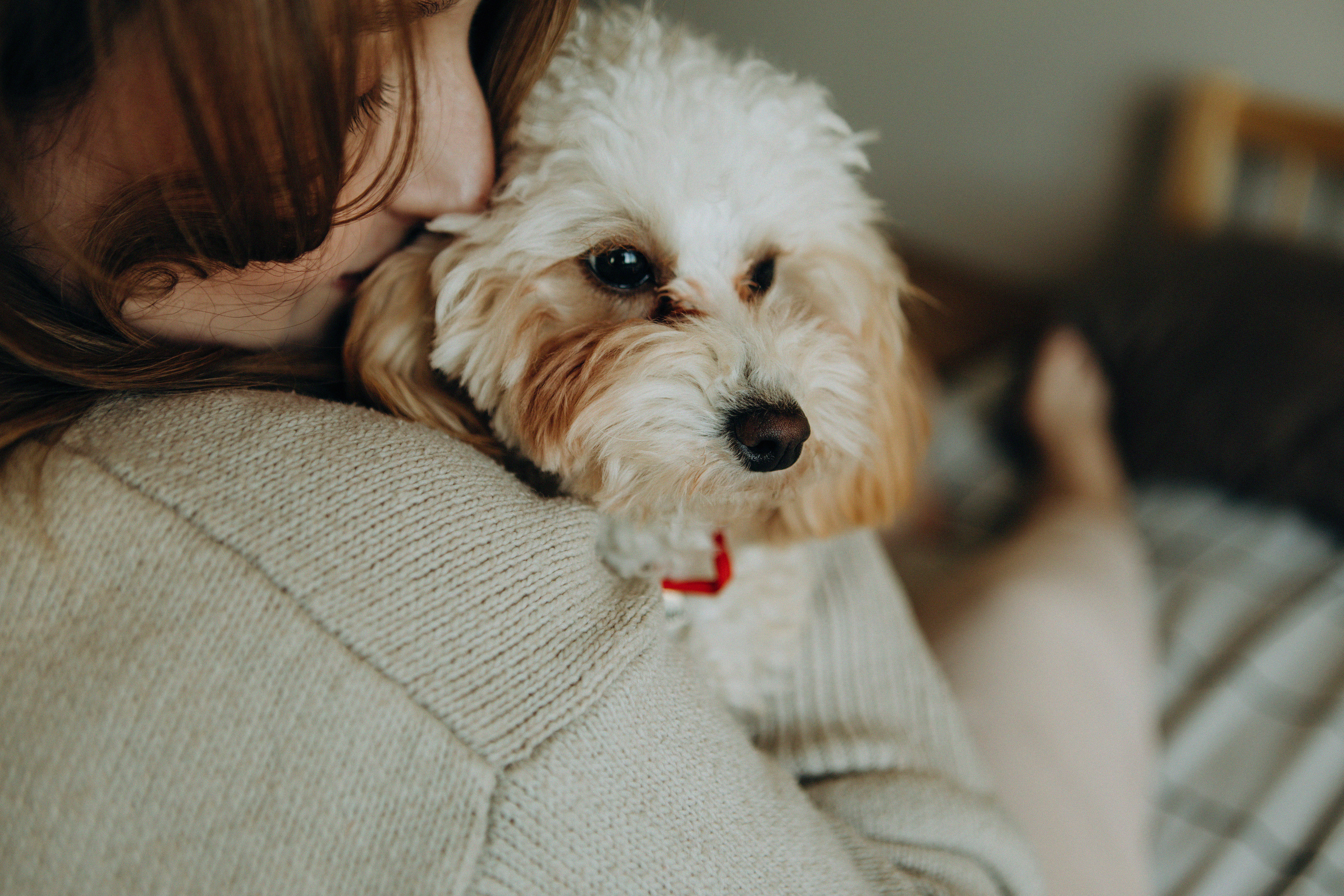 Таня и Оливка. Свадебный и семейный фотограф Арестенко Анастасия