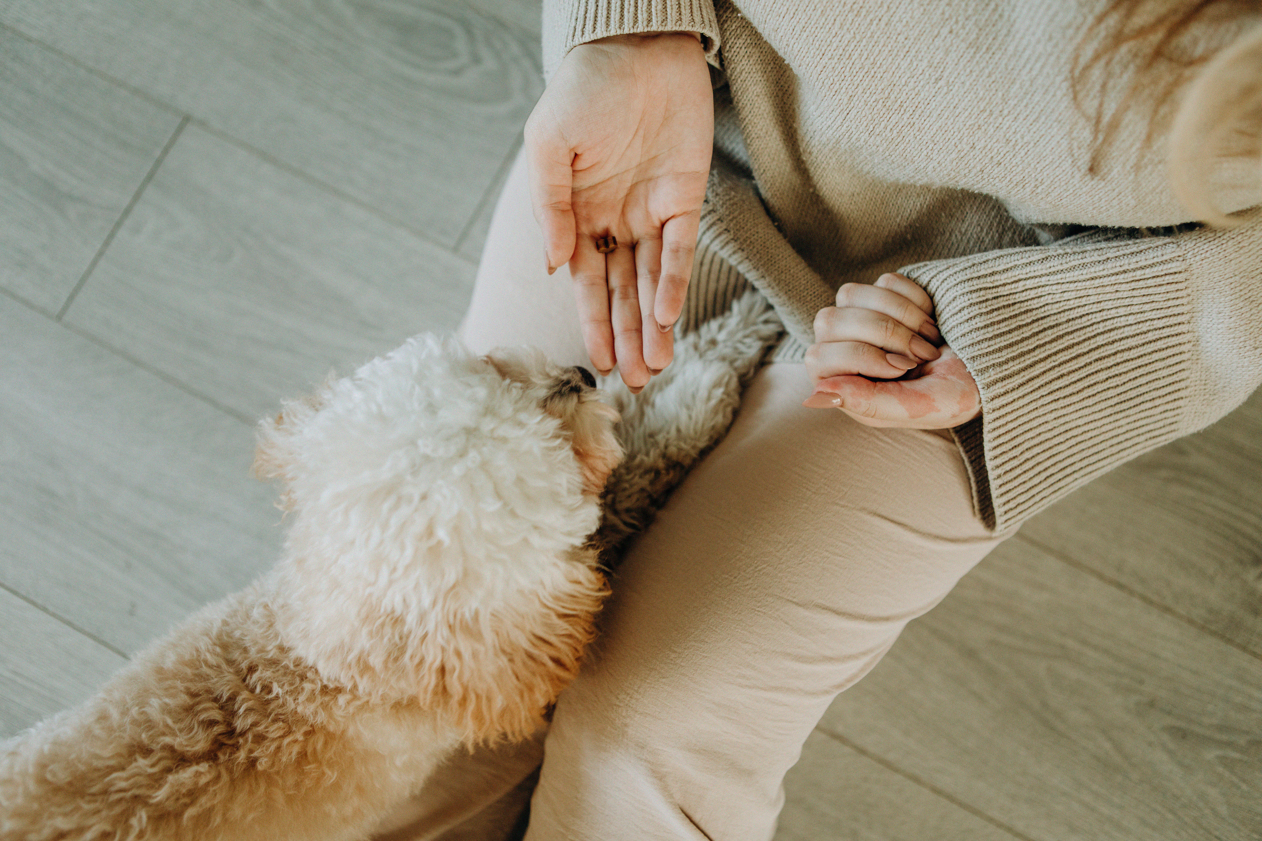 Таня и Оливка. Свадебный и семейный фотограф Арестенко Анастасия