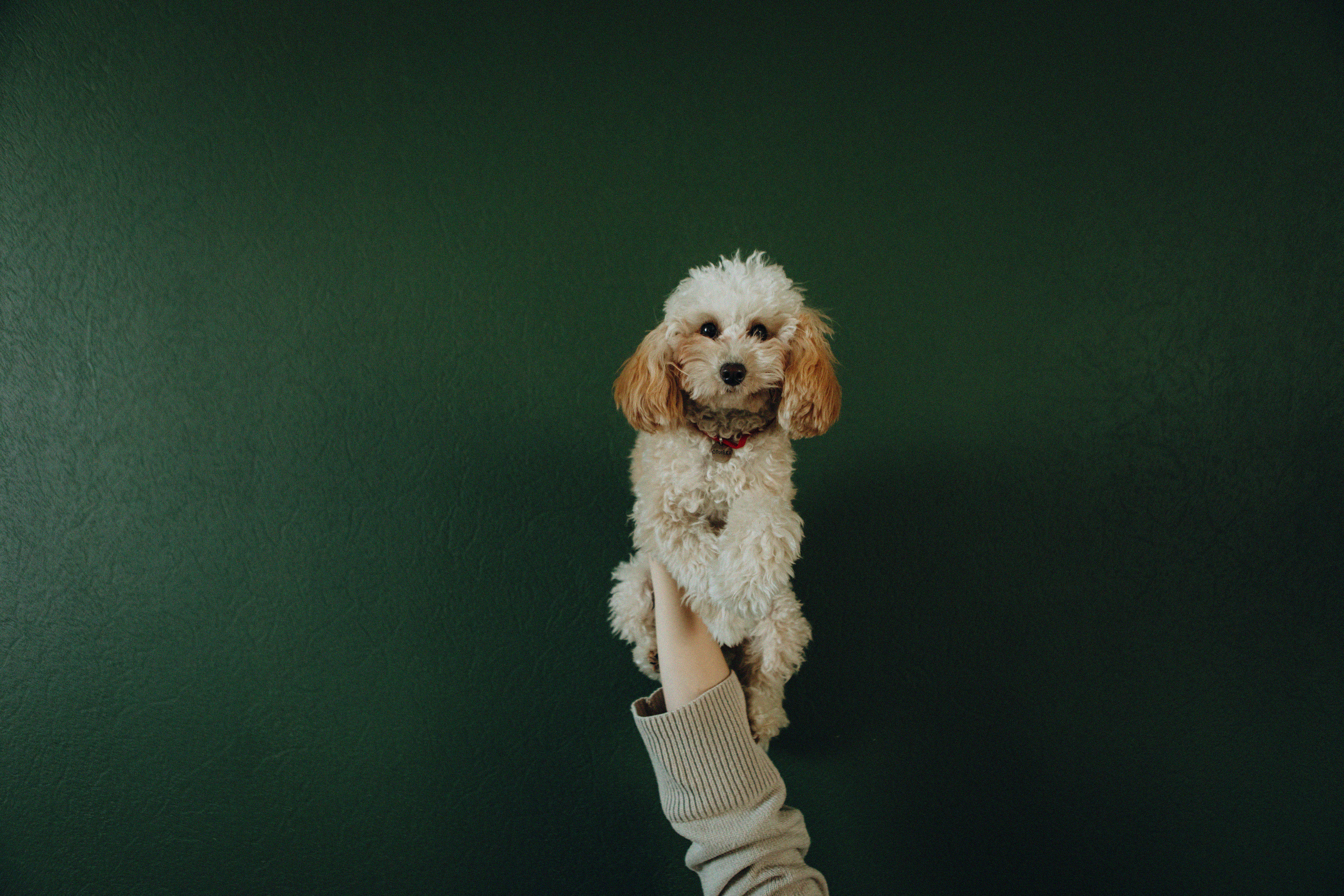 Таня и Оливка. Свадебный и семейный фотограф Арестенко Анастасия