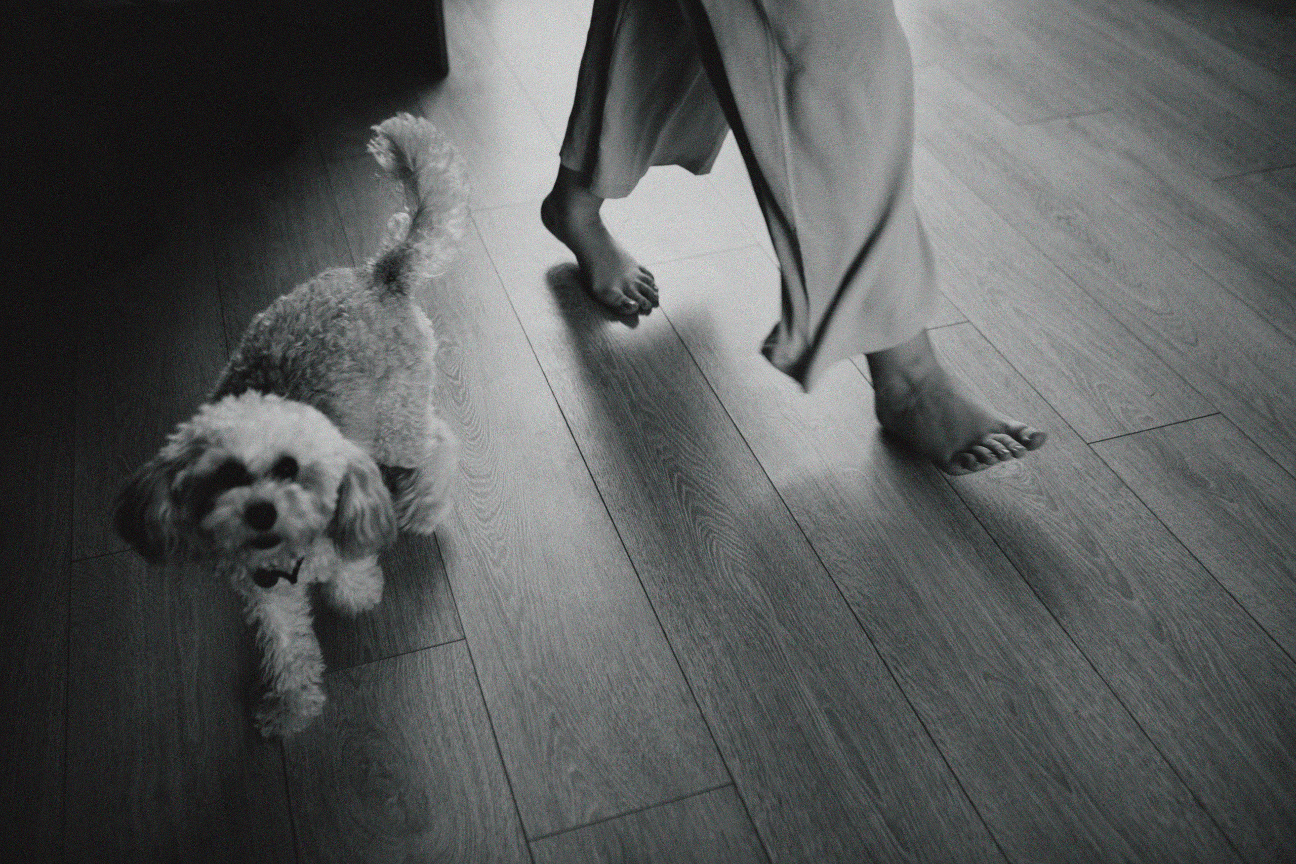 Таня и Оливка. Свадебный и семейный фотограф Арестенко Анастасия